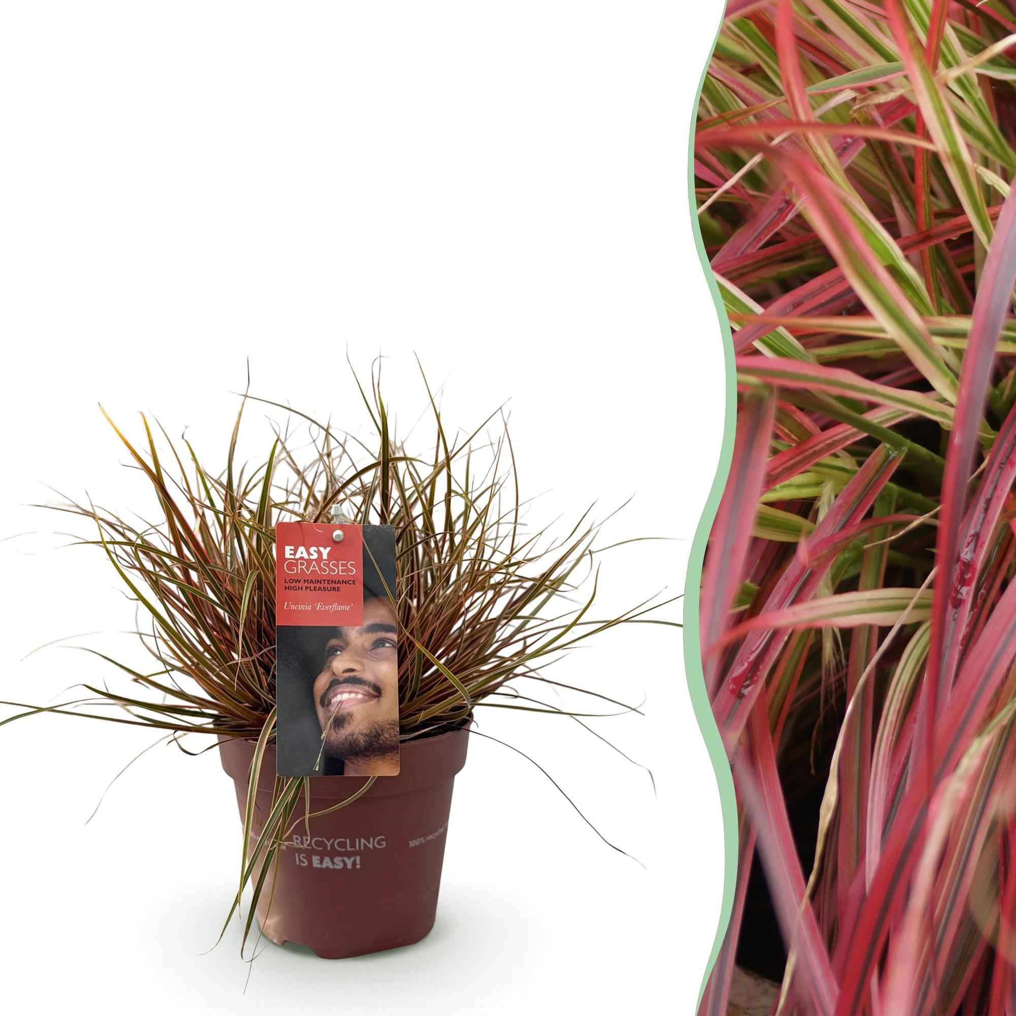 Image of Ziergras Uncinia rubra Everflame – Mahagonigras Rot – Immergrün & winterhart – Höhe ca. 50cm – 17cm – Farbintensives Gras für Beet & Kübel-1