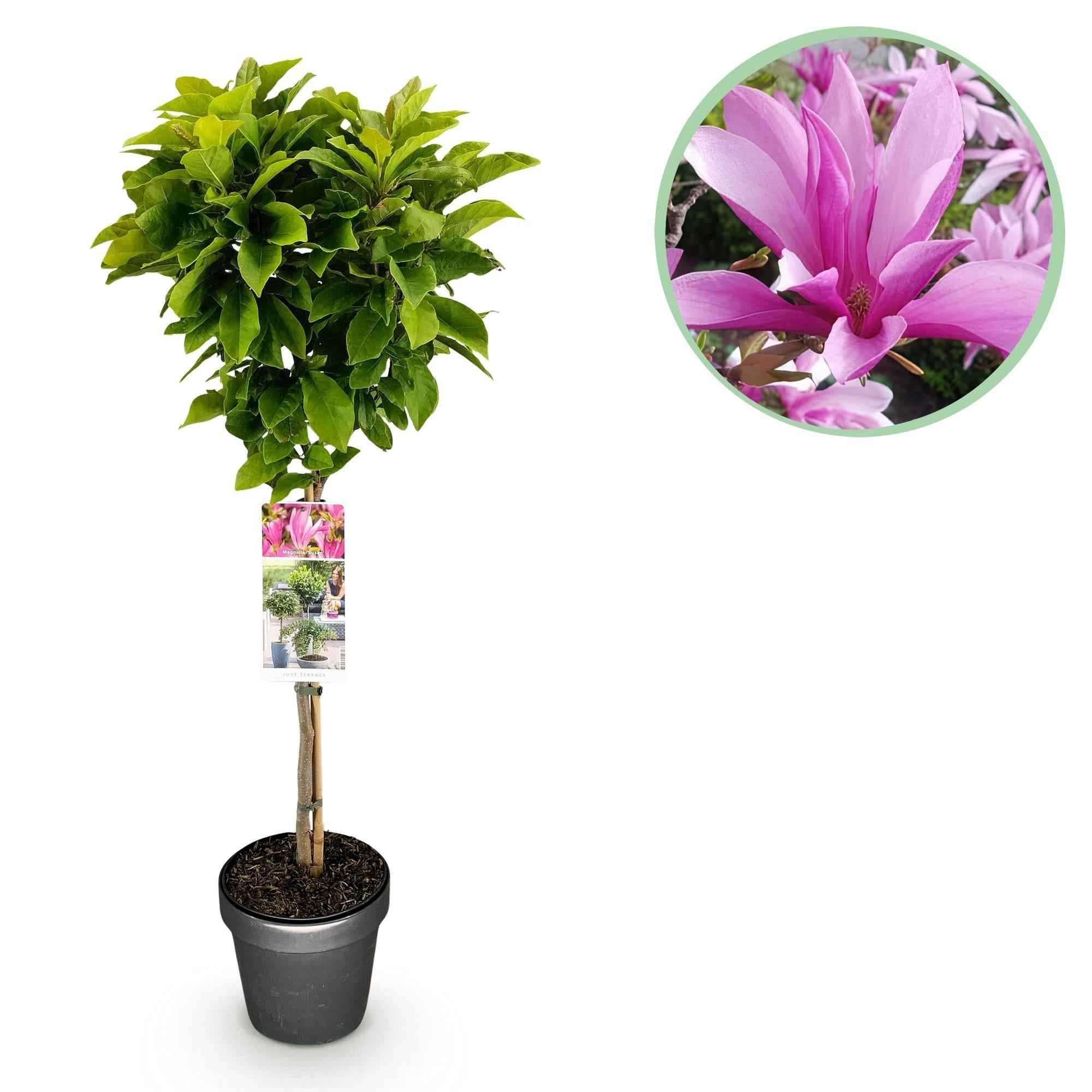 Image of Magnolie Magnolia Susan – 19cm Höhe ca.90cm – Rosa blühend & duftend – Laubabwerfend & winterhart – Zierbaum für Beet Balkon Terrasse-0