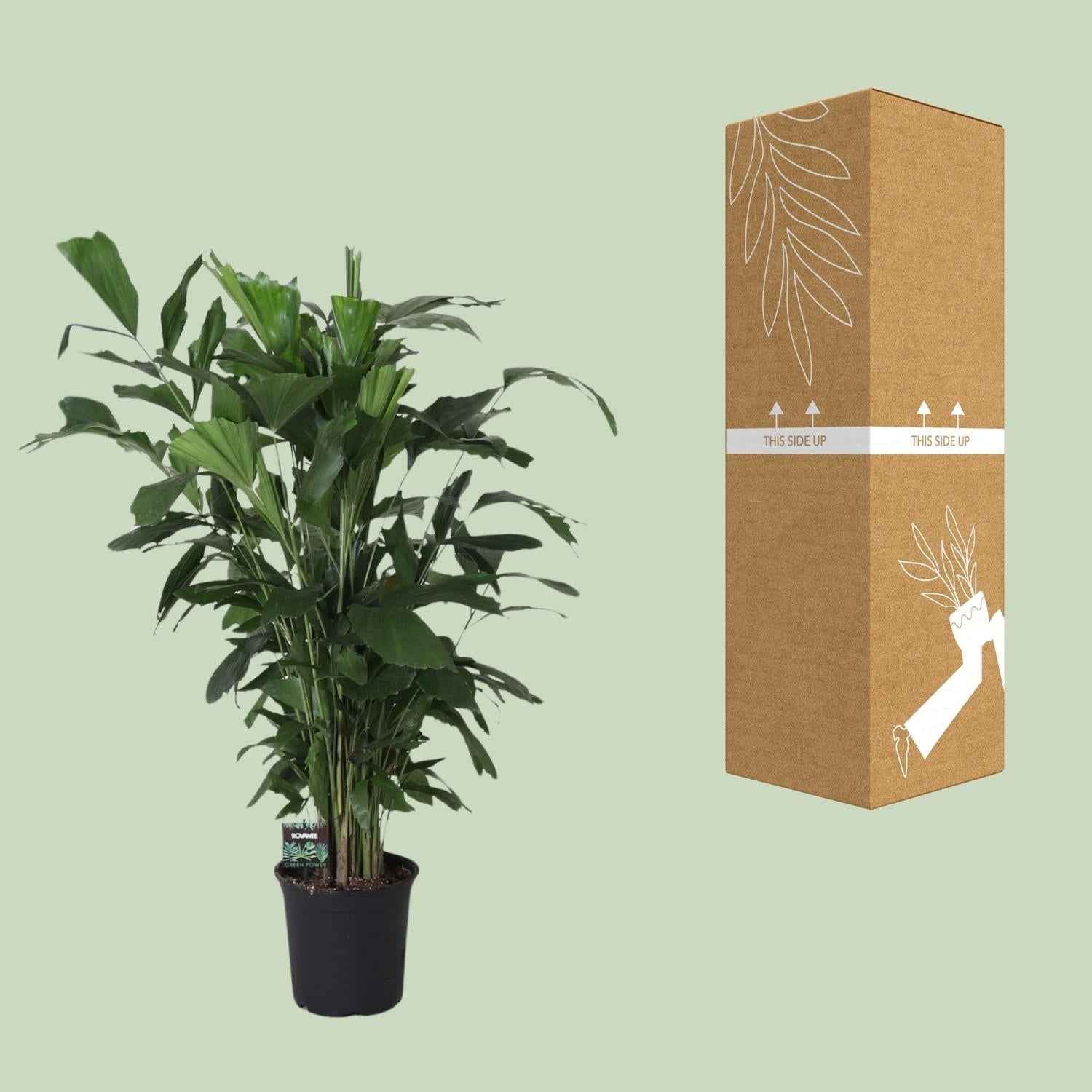 Image of Fischschwanzpalme Caryota Mitis – Zimmer- & Terrassenpflanze – Ø24 cm – Ca. 120 cm hoch – Tropische & pflegeleichte Palmenpflanze mit fischförmigem Blattwerk – Für Halbschatten-2