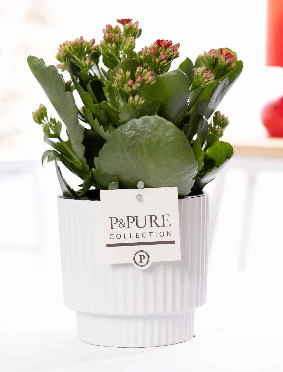 Image of Kalanchoe Rot in Keramiktopf Glänzend Weiß – Ø12cm ↕27cm – Blühende Zimmerpflanze mit roten Blüten – Pflegeleicht & langlebig-0