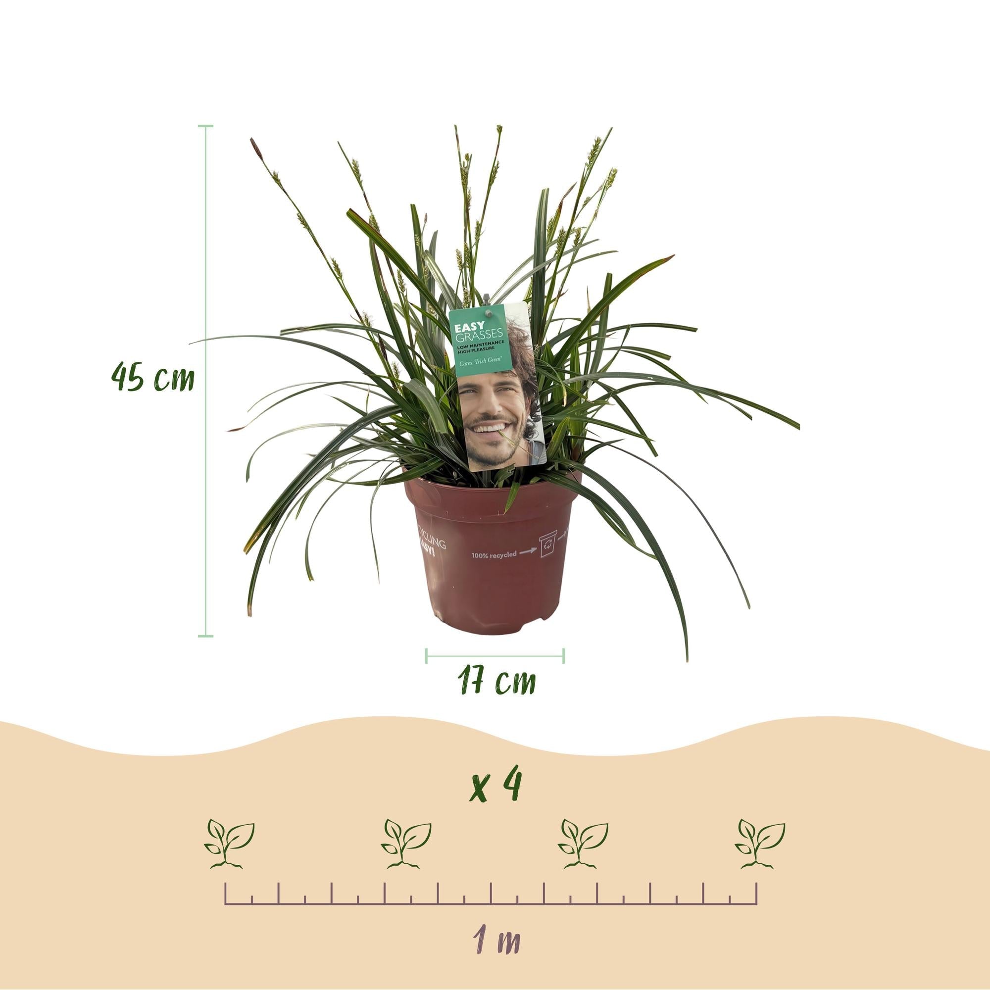Image of Ziergras Segge Carex oshimensis Intense Green – Intensiv Grün – Immergrün & winterhart – Höhe ca. 50cm – 17cm-4