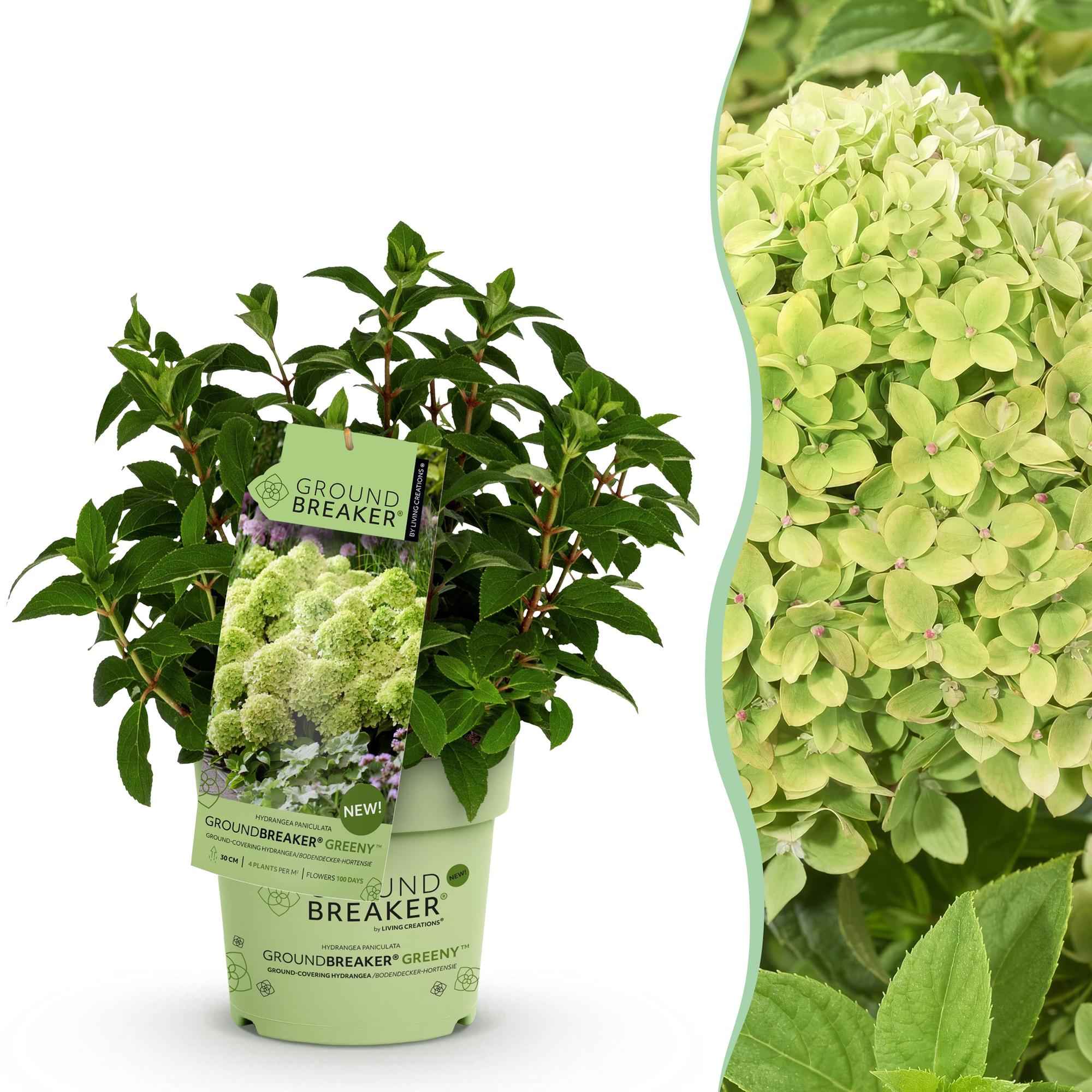 Image of Rispenhortensie Hydrangea paniculata Groundbreaker Greeny winterhart creme 20cm 14cm für Garten Balkon Terrasse Beet bienenfreundlich pflegeleicht-1