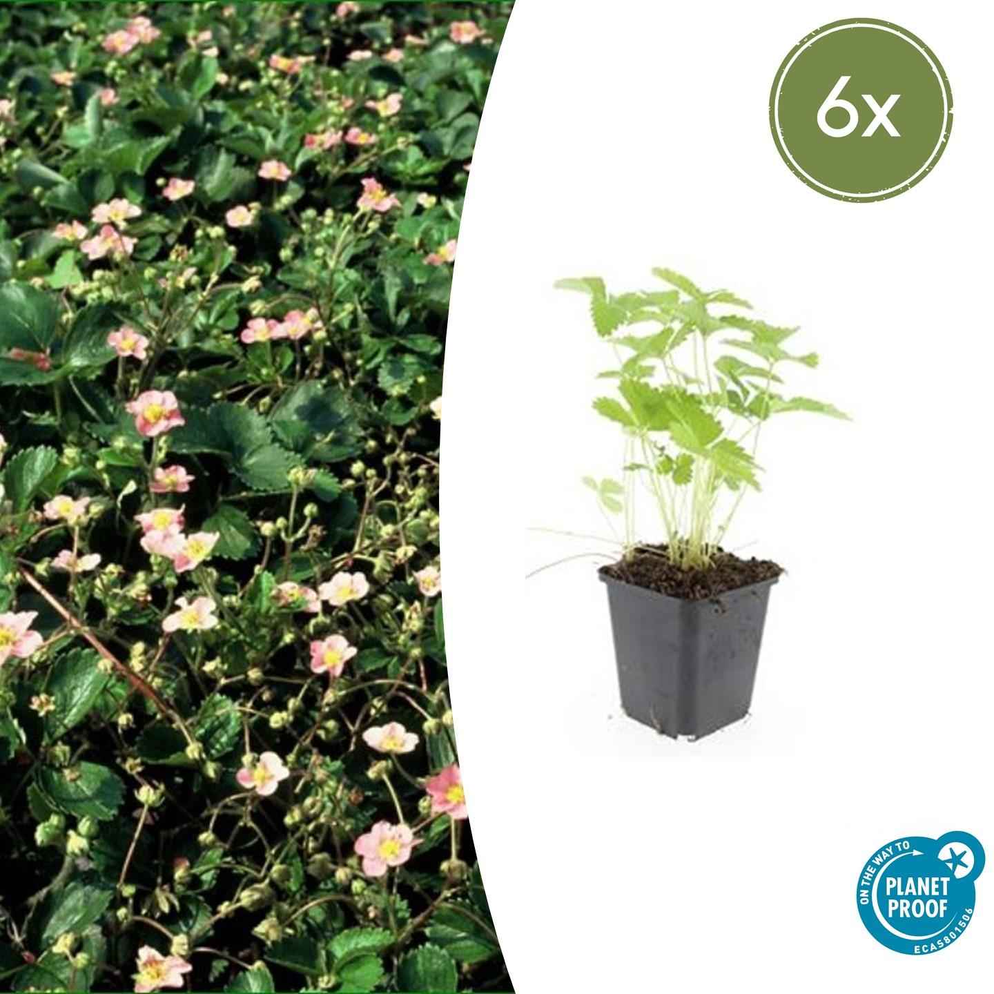 Image of Wald – Erdbeere – Fragaria vesca – ↑10-25cm – Ø9cm – 6 Pflanzen – Bodendecker & Früchte, pflegeleicht, süße essbare Beeren