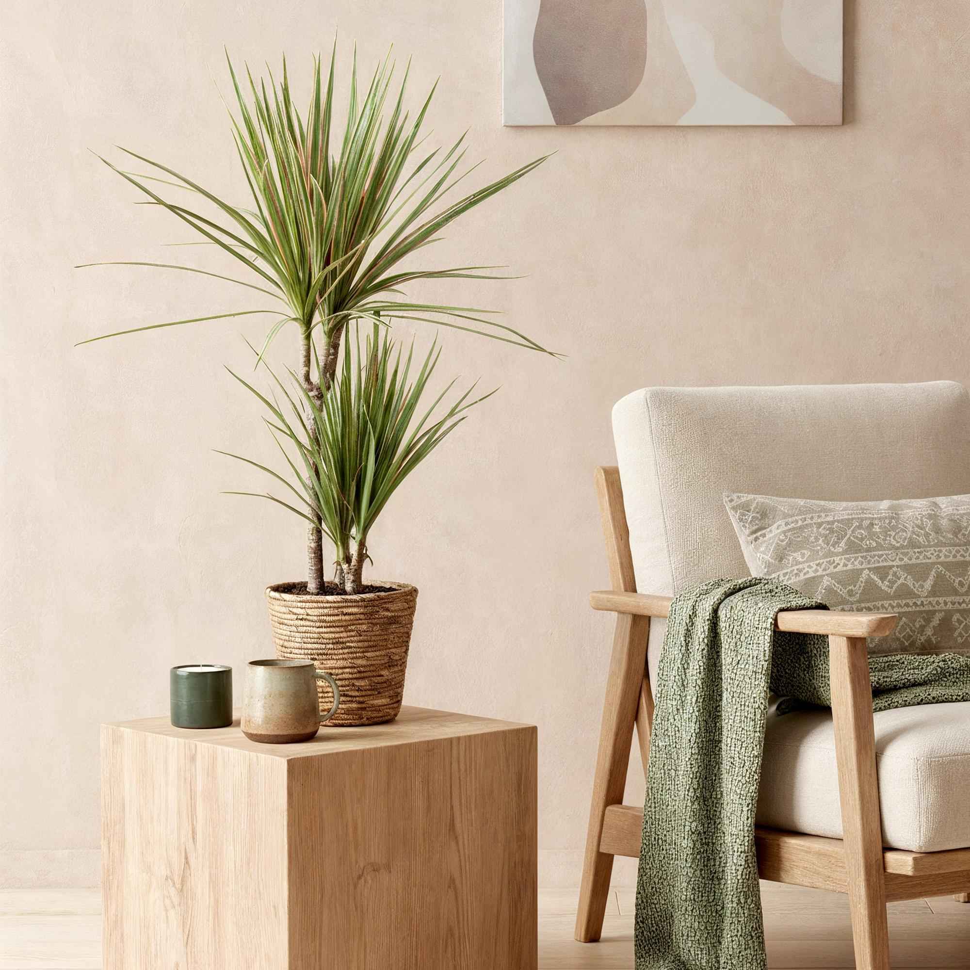 Image of Dracaena Marginata Bicolor – Drachenbaum – 17cm – Höhe 70-75cm – Pflegeleichte rot-3