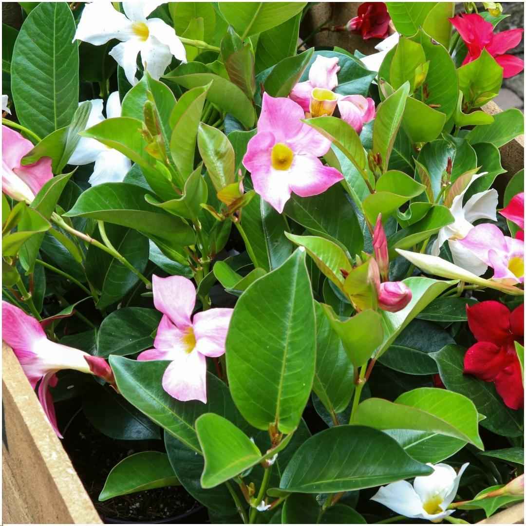 Image of Dipladenia Mix – 6er-Set Mandevilla – Pink, Weiß & Rot – Kletterpflanzen – Ø12 cm – Ca. 25 cm hoch – Blühfreudig, pflegeleicht & vielseitig – Für Garten, Terrasse & Balkon-1