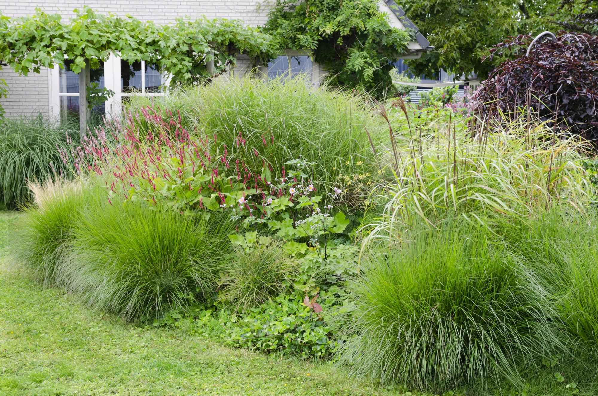 Image of Chinaschilf - Miscanthus sinensis 'Ferner Osten' - Ø19cm ↕50cm - Ziergras mit roten Stängeln & rotbraunen Blüten - Winterhart & pflegeleicht
