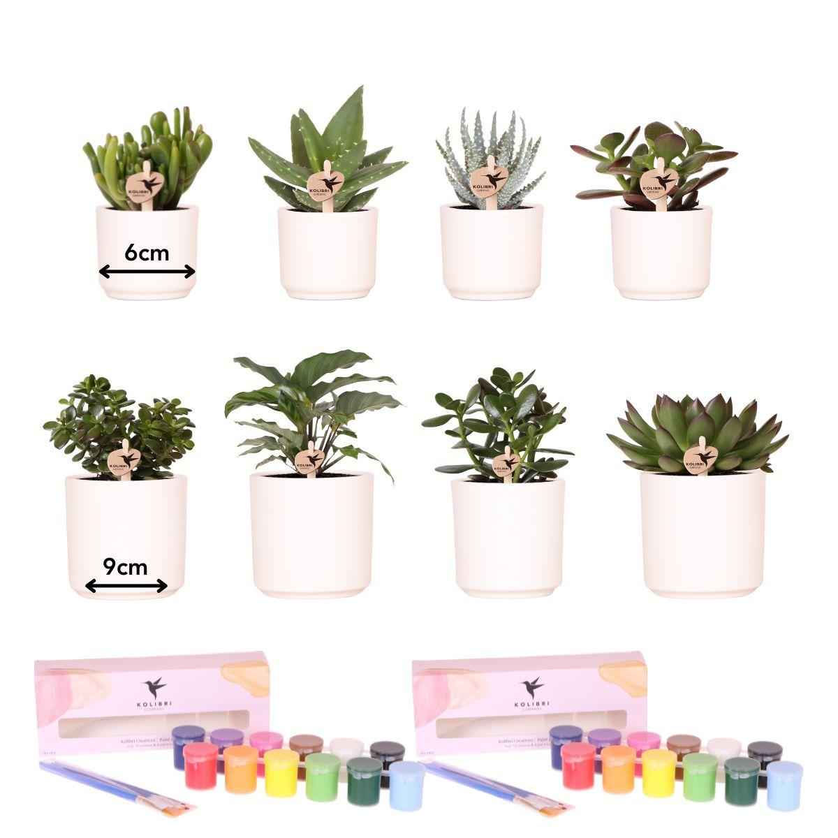 Image of Malset Blumentöpfe bemalen – DIY Set für 4 Personen – inkl. 8 Blumentöpfe, 8 Sukkulenten, 24 Farben & Pinsel – Kreativ – Set von Kolibri Creatives