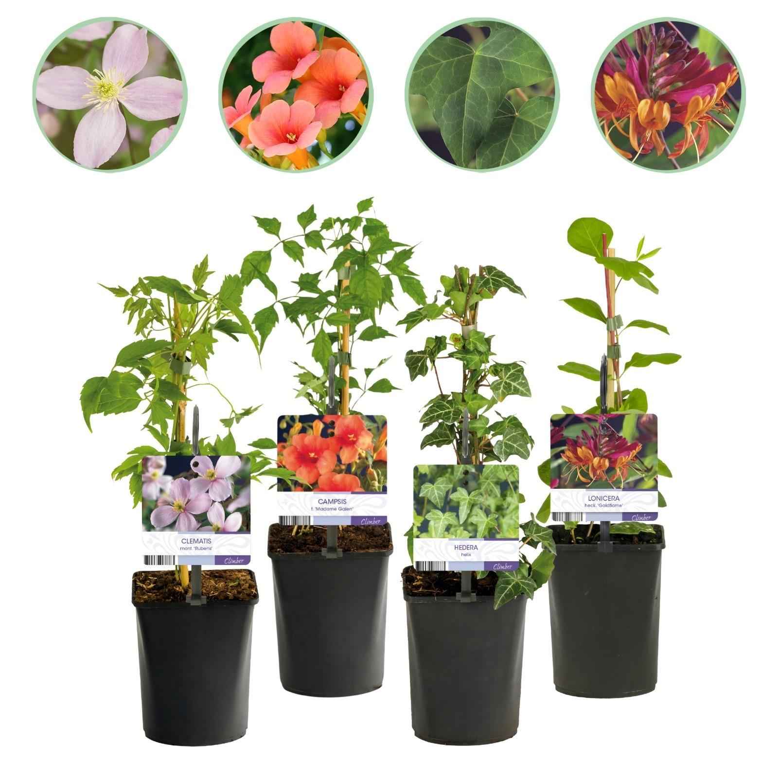 Image of Kletterpflanzen – Set Rainbow – 4 Pflanzen – Clematis montana Rubens, Hedera helix, Lonicera Goldflame, Campsis Madame Galen – Ø11cm – Höhe ca. 40cm-0