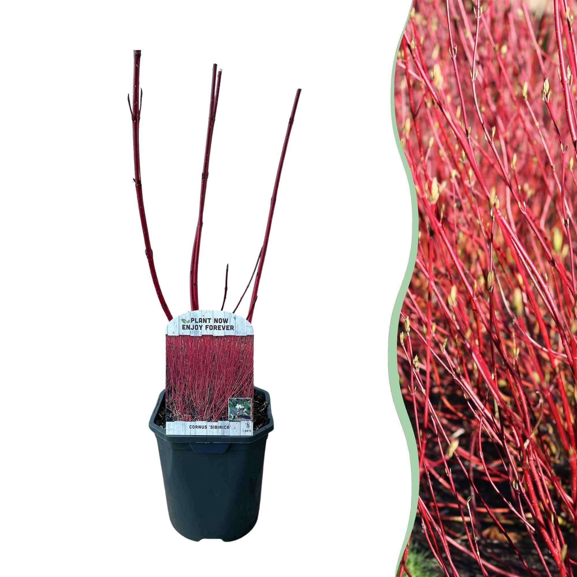 Image of Rotholz – Hartriegel – Cornus alba 'Sibirica' – Ø17cm – ca. 45cm hoch – Zierstrauch mit roten Zweigen – Winterhart & pflegeleicht – Bienenfreundlich-0