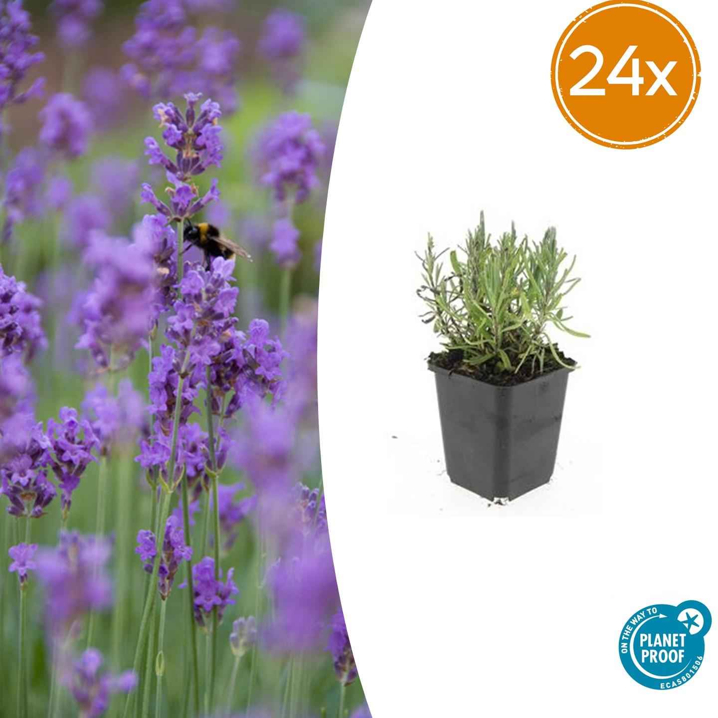 Image of Lavandula angustifolia 'Munstead' – 24Pflanzen – ↕10-25cm – Ø9cm – Tiefviolette Blüten – Mediterranes Flair – Pflegeleichter, winterharter Lavendel