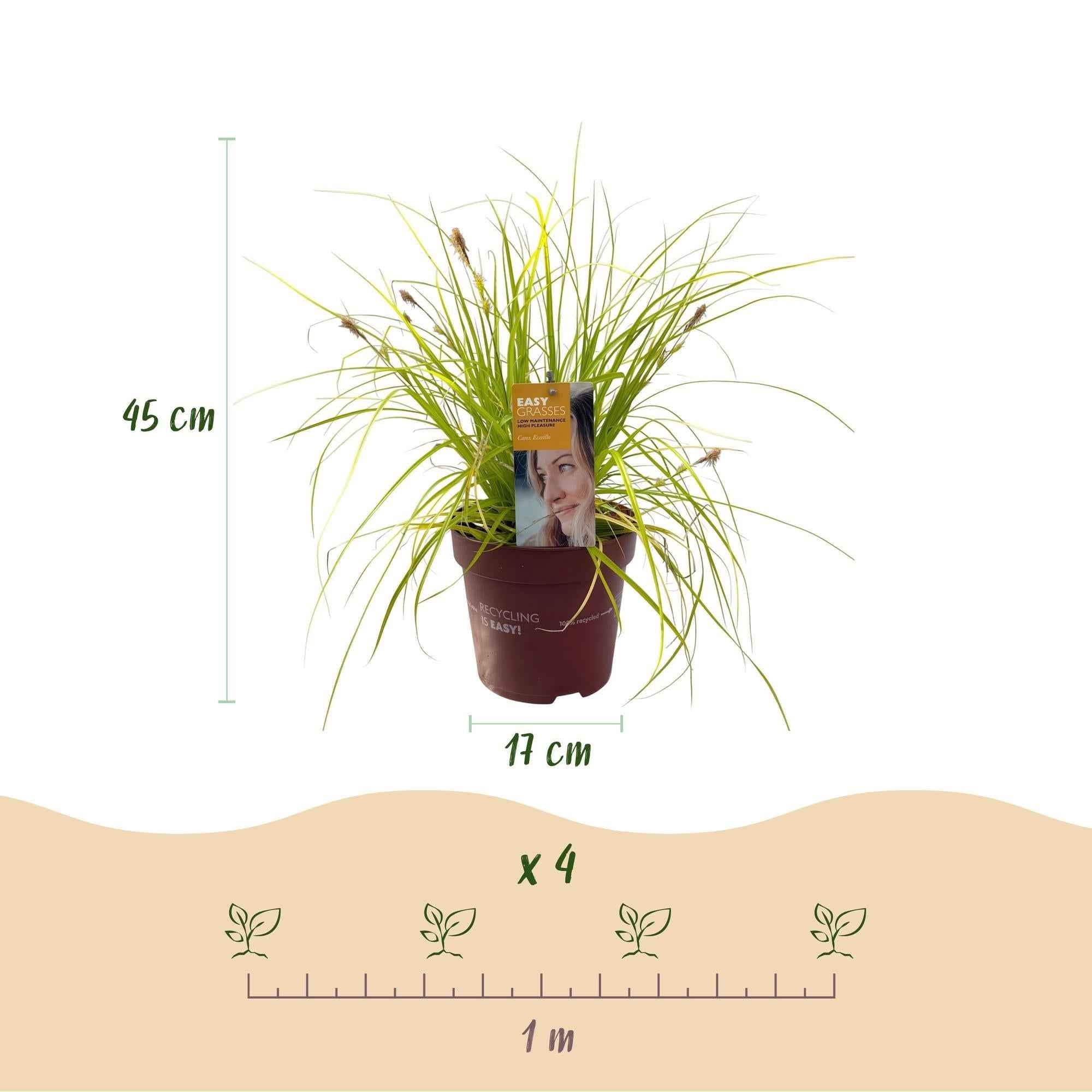 Image of Ziergras Segge Carex oshimensis Everillo – Leuchtend Gelb – Immergrün & winterhart – Höhe ca. 50cm – 17cm – Farbintensives Gras für Beet & Kübel