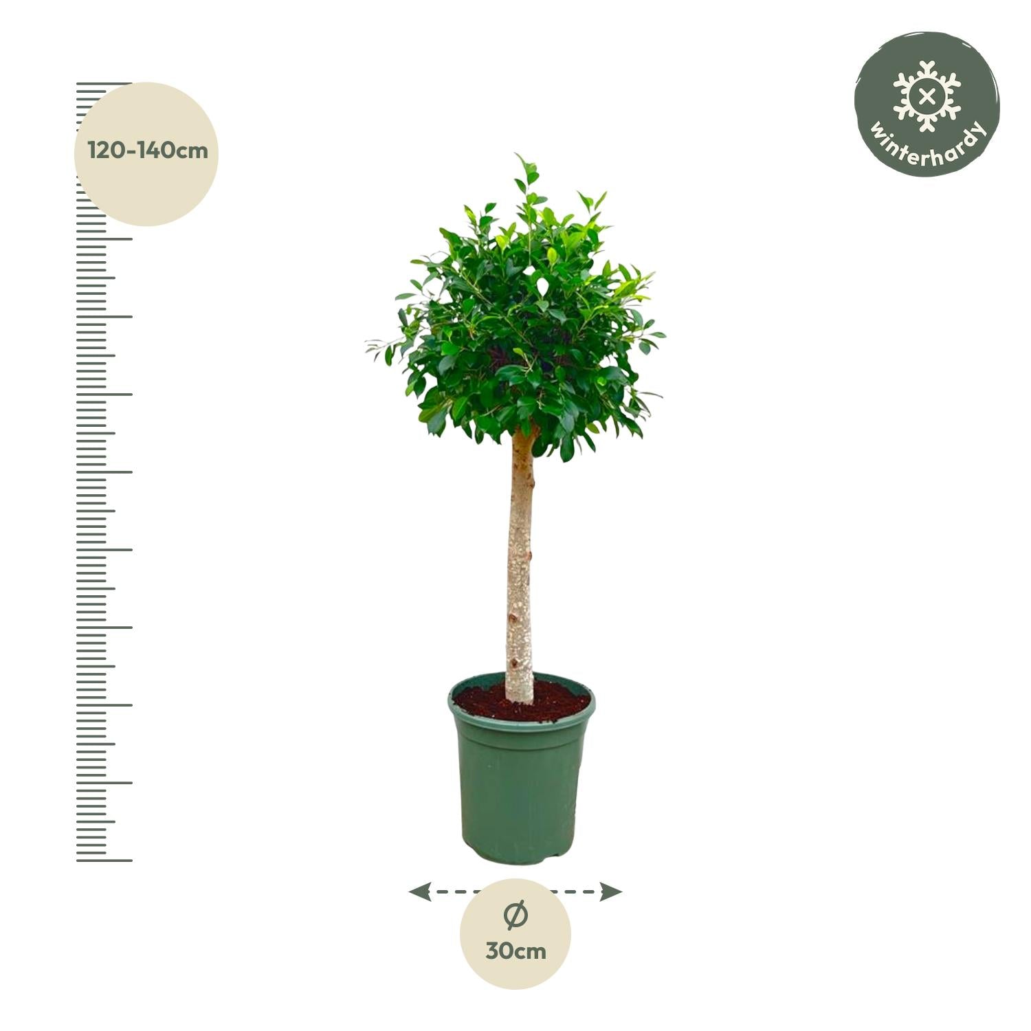 Image of Ficus Nitida – ca. 150cm Höhe – Immergrüne Zimmerpflanze mit dichter Krone – Topfgröße Ø30cm – Elegante Innenraum – Luftreinigend & pflegeleicht-1