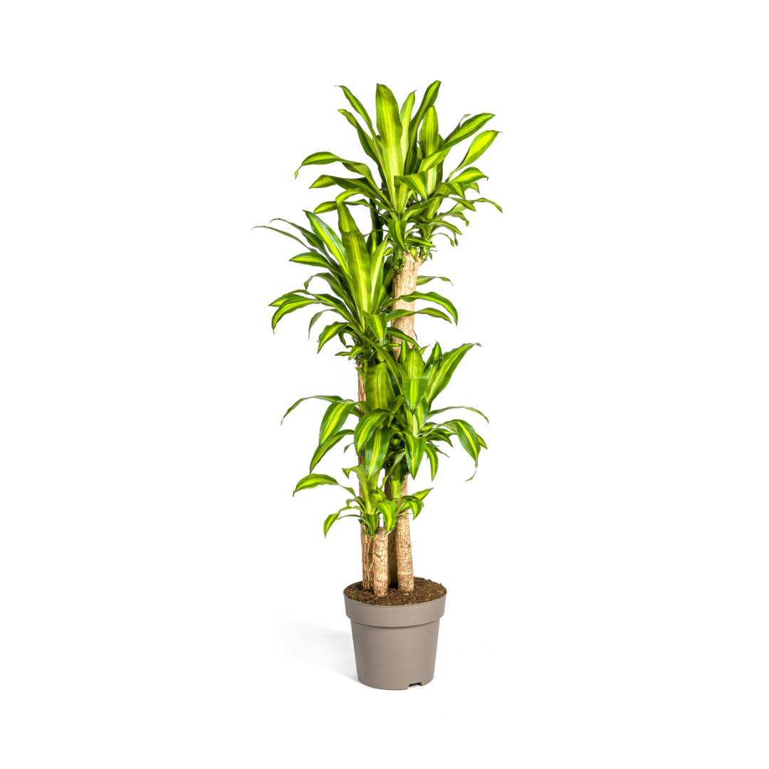 Image of Dracaena Fragrans Massangeana – Drachenbaum – Ø30cm – ↕170-190cm – Tropische Zimmerpflanze – Robust & pflegeleicht-0