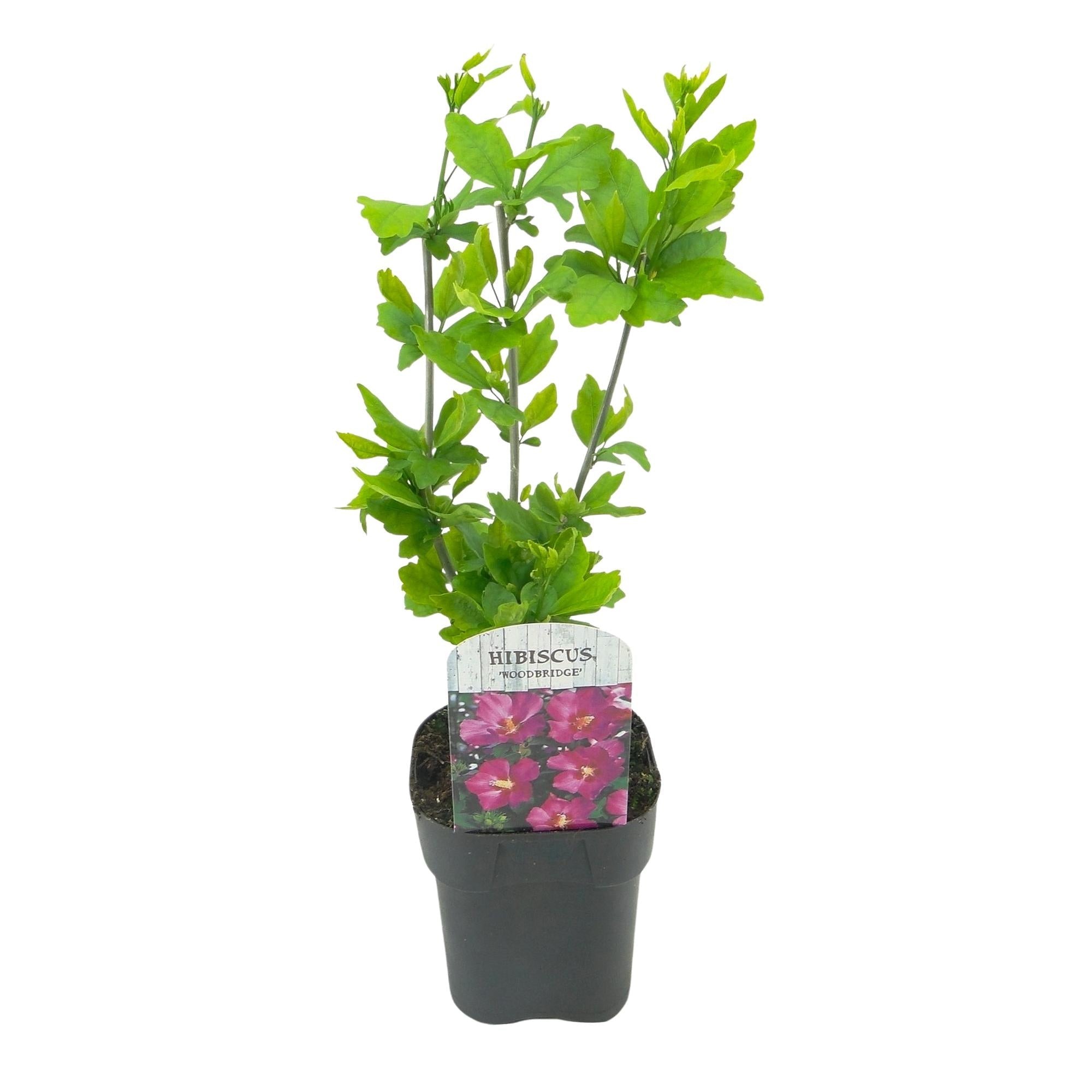 Image of Garteneibisch Hibiscus syriacus Woodbridge – Strauch – Blüte Rosa – Laubabwerfend – Pflegeleicht – 17cm Höhe 45cm – Für Garten & Terrasse-2