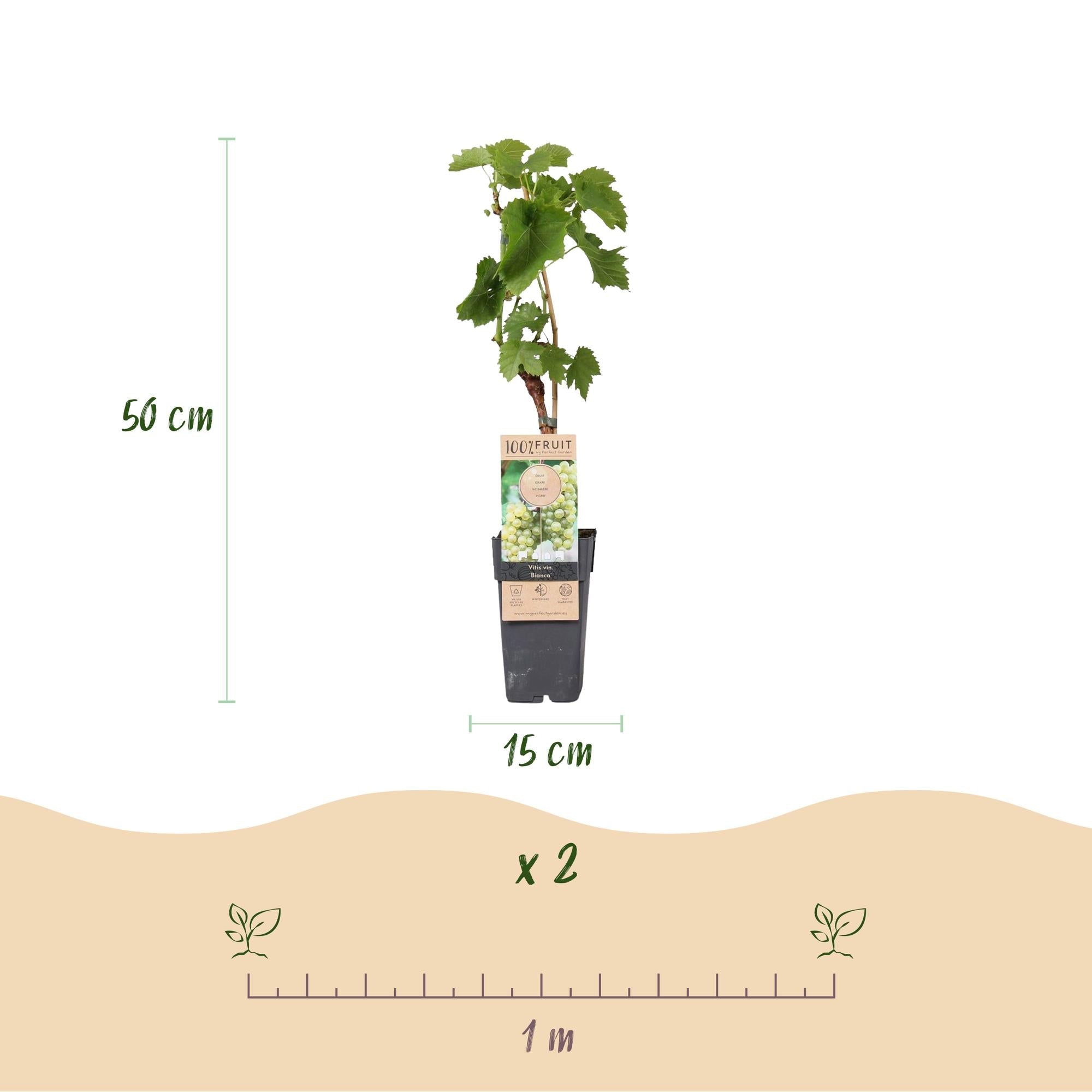 Image of Weinrebe Vitis vinifera 'Bianca' – Weiße Traube – 2 Pflanzen – Ø15cm – Höhe ca. 50cm – Süße Tafeltrauben – Reich an Vitaminen-3
