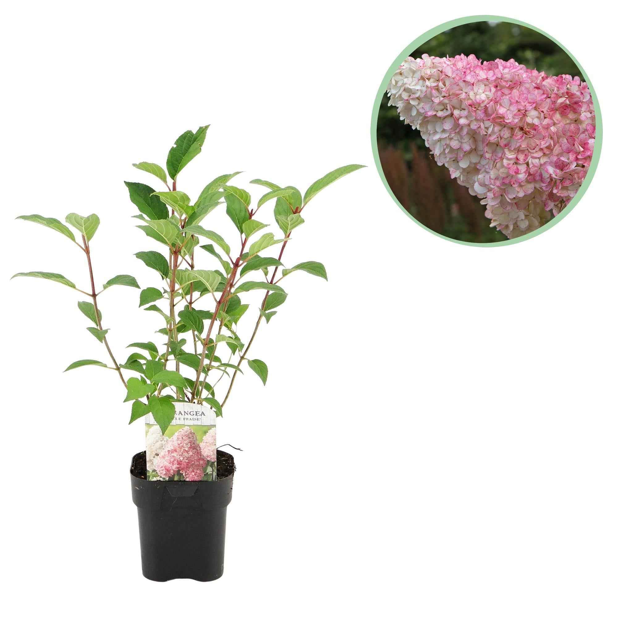 Image of Rispenhortensie – Hydrangea panniculata Vanille Fraise – Blüte Weiß – Rosa – Laubabwerfend – Große Blüten – 17cm – Höhe ca. 50cm-0