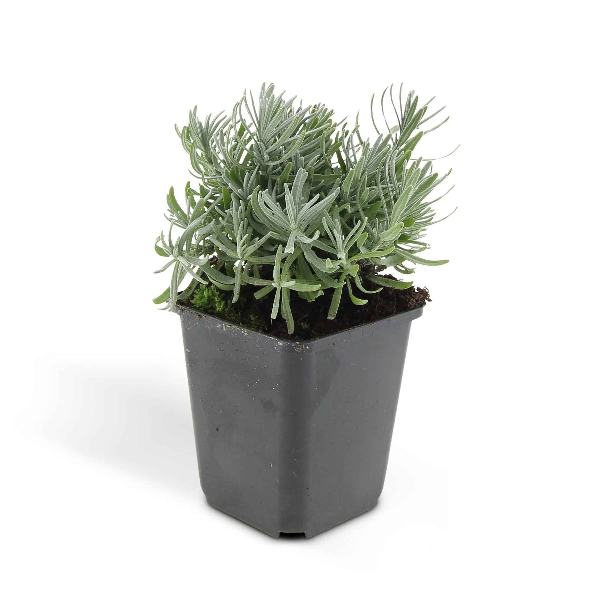 Image of Lavandula angustifolia 'Hidcote' – 48 Pflanzen – duftender Lavendel – bienenfreundlich – winterhart – Ø9cm – ↕10-25cm-2