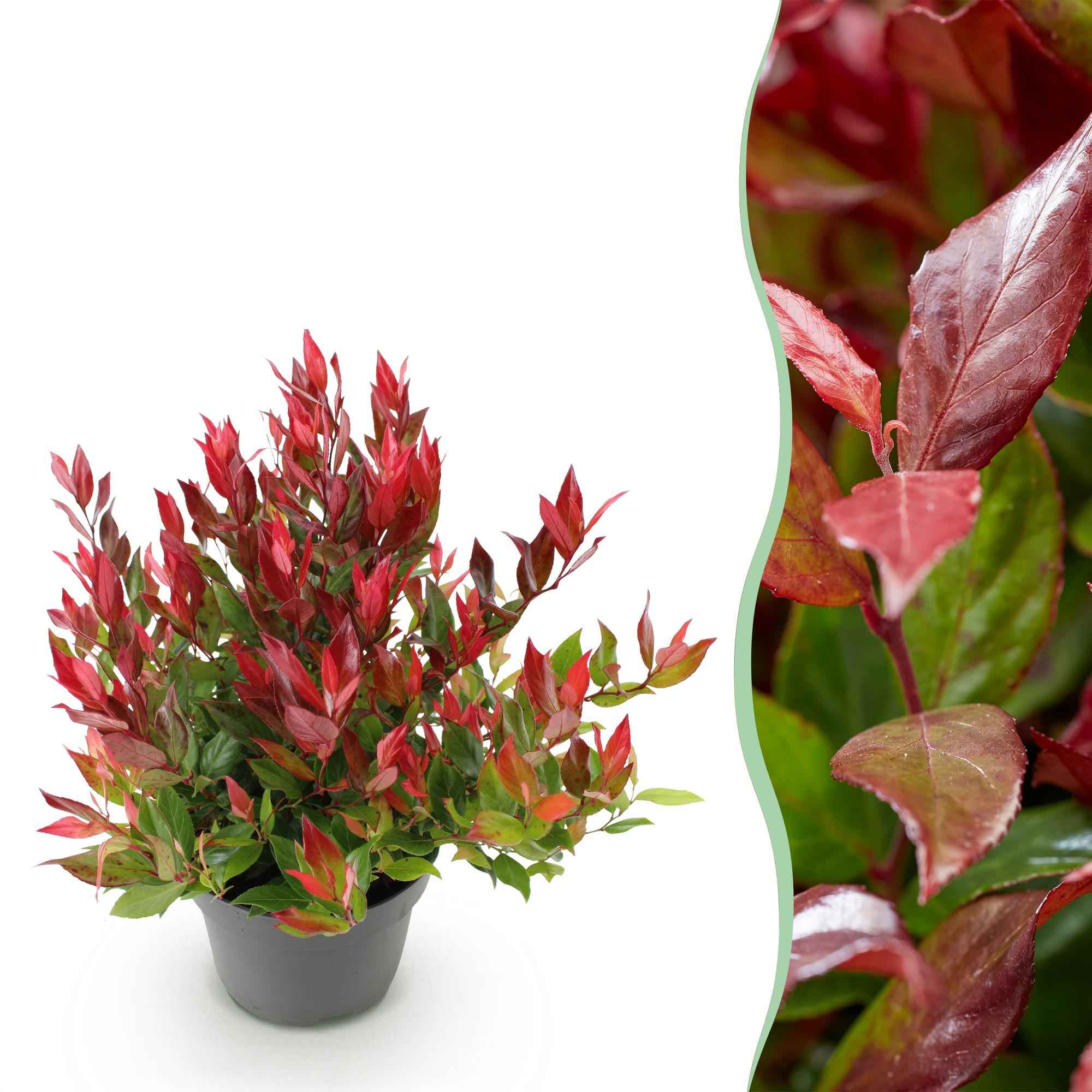 Image of Traubenheide Leucothoe Little Flame – 17cm Höhe ca.40cm – Immergrün & farbwechselnd – Rotes Herbstlaub – Pflegeleichter dekorativer Zierstrauch