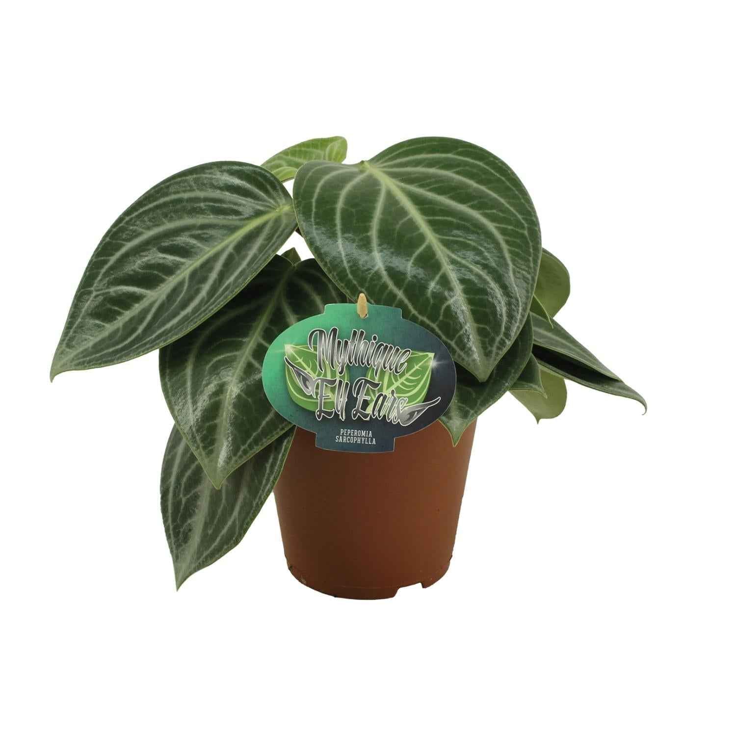 Image of Zwergpfeffer Peperomia Sarcophylla – Zimmerpflanze – Einzigartige Blattmuster – Ø15cm – Höhe 25cm – Pflegeleicht-0