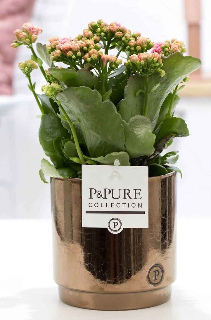 Image of Kalanchoe Rosa in Keramiktopf Goldbronze – Ø12cm ↕27cm – Blühende Zimmerpflanze mit rosa Blüten – Pflegeleicht & langlebig