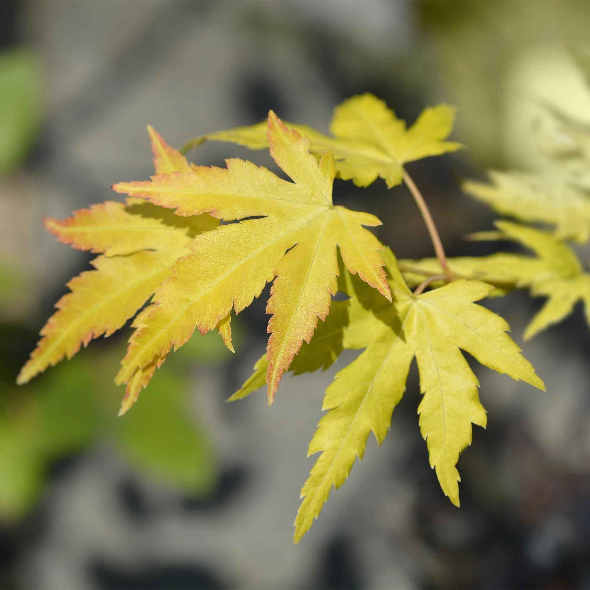 Image of Japanischer Ahorn Acer palmatum Orange Dream, laubabwerfende Gartenpflanze in Gelb Orange, Zierahorn für Garten und Kübel, Ø26cm, 90cm hoch, für-3