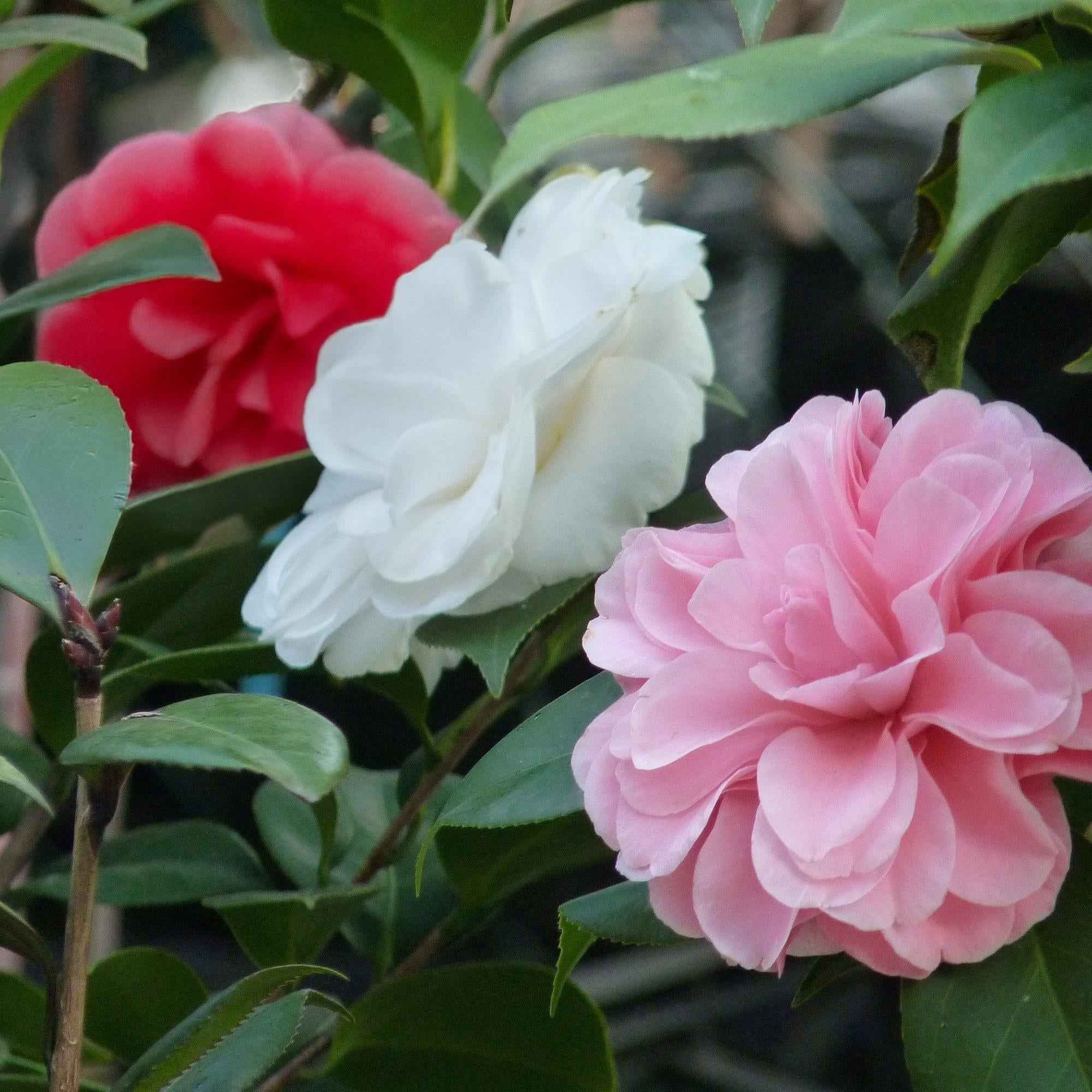 Image of Kamelie Camellia japonica Tricolour – Strauch – Blüte Rosa, Weiß & Rot – Immergrün – 15cm Höhe 30cm – Für Garten & Terrasse-3