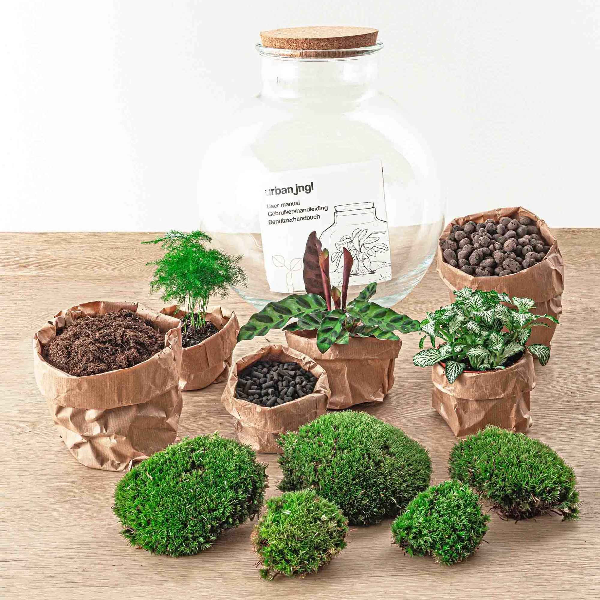 Image of Flaschengarten DIY Bausatz Bolder Bob – Terrarium Ø31cm x H30cm – Do – It – Yourself Pflanzterrarium – Autarkes Mini – Ökosystem-3