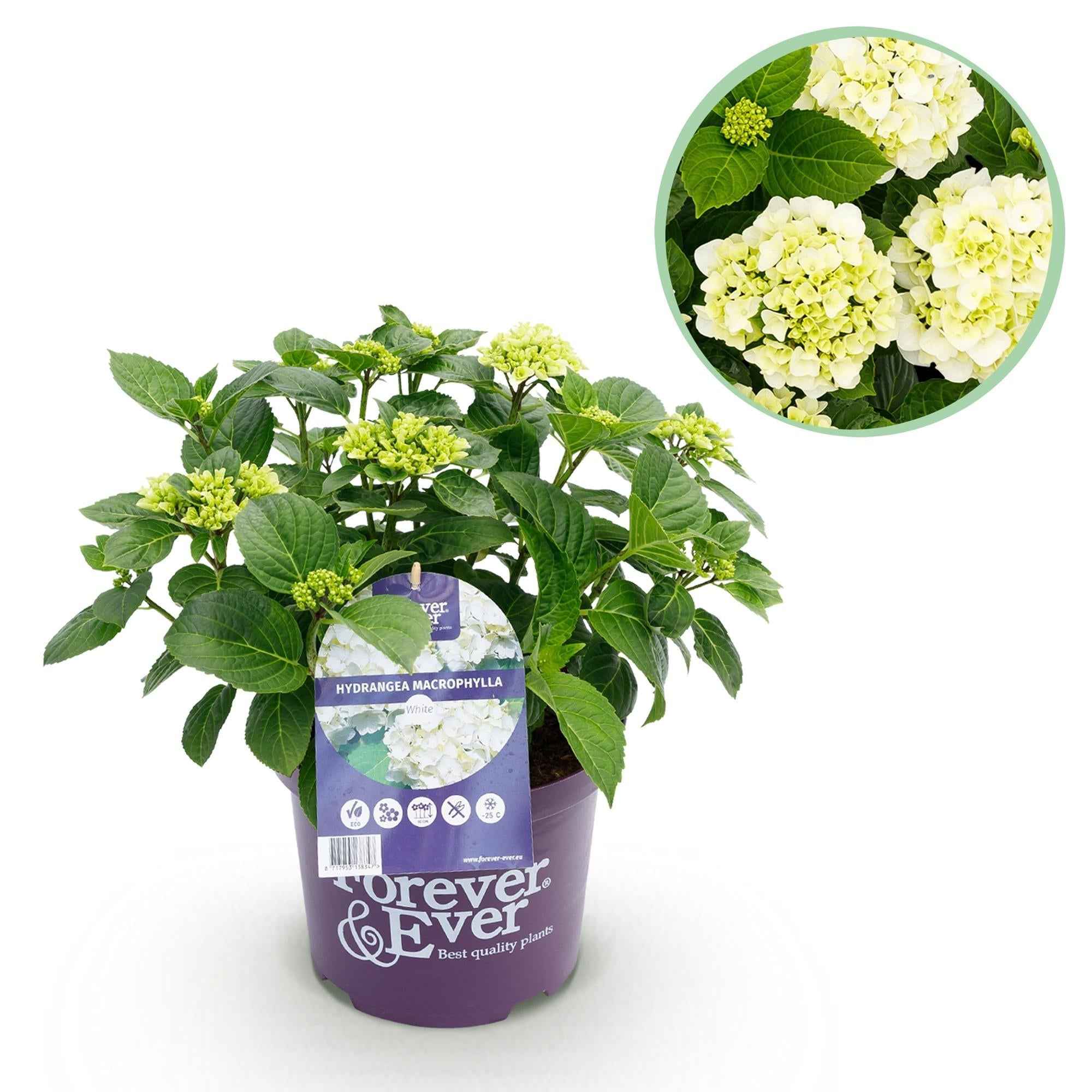 Image of Hortensie Hydrangea macrophylla Forever & Ever Weiß – Balkonpflanze – 7-12 Blüten – Topf 23cm – Höhe 55cm – Pflegeleicht – Für Beet, Terrasse & Balkon-0