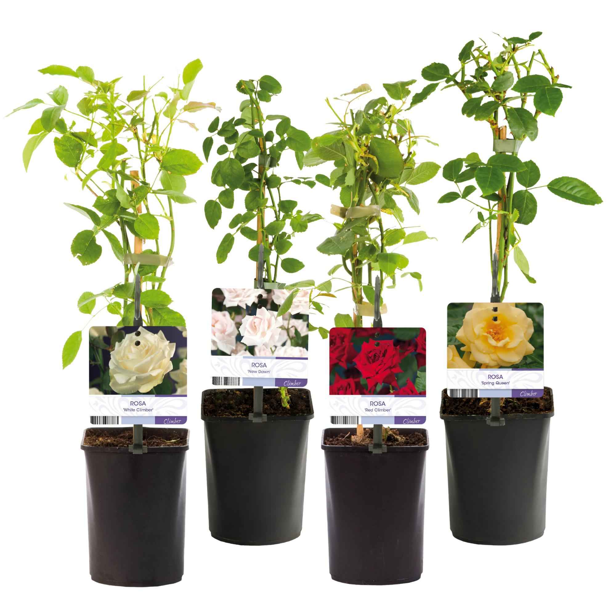 Image of Kletterrose – Rosa Rainbow – Blumen Rosa – Weiß – Gelb – Rot – 4 Pflanzen – Wenig Pflege – 11cm – Höhe ca. 40cm-1