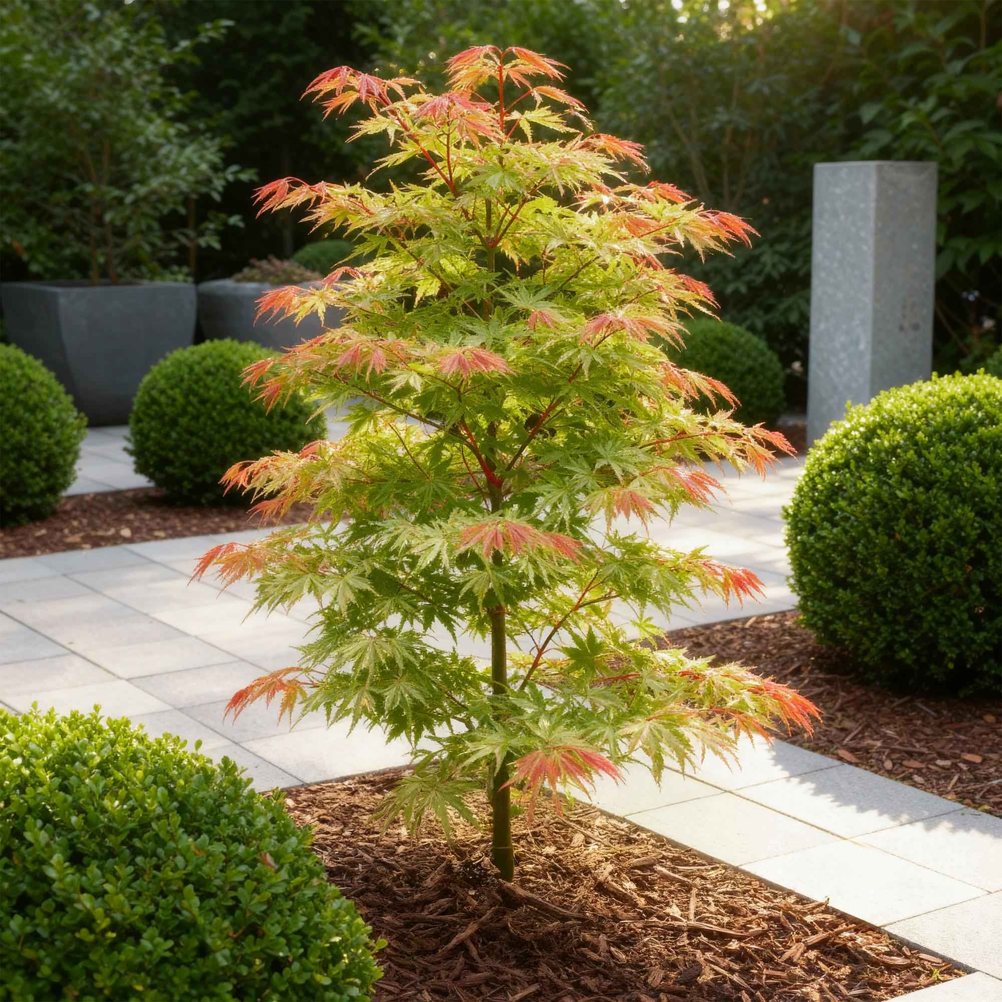 Image of Ahorn Acer palmatum Phoenix – 12cm – Höhe ca. 35cm – Rosa Austrieb & rote Blüte-3