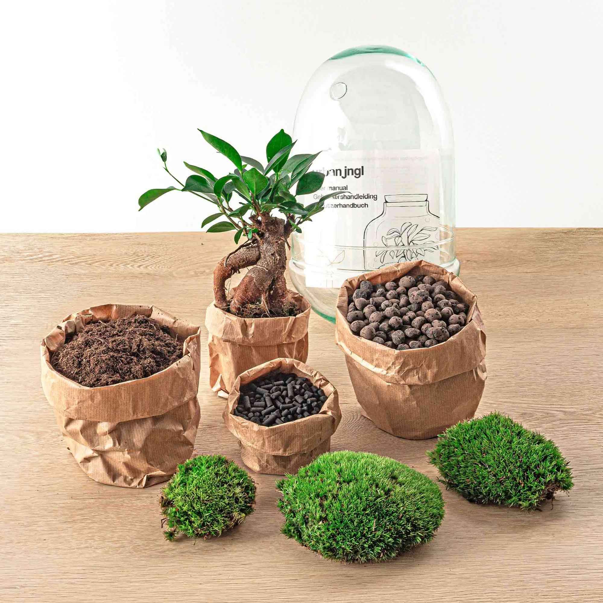 Image of Flaschengarten Egg Bonsai – DIY Terrarium mit Ficus Ginseng – Mini – Biotop – Ø12cm x H25cm – Do – it – yourself-2