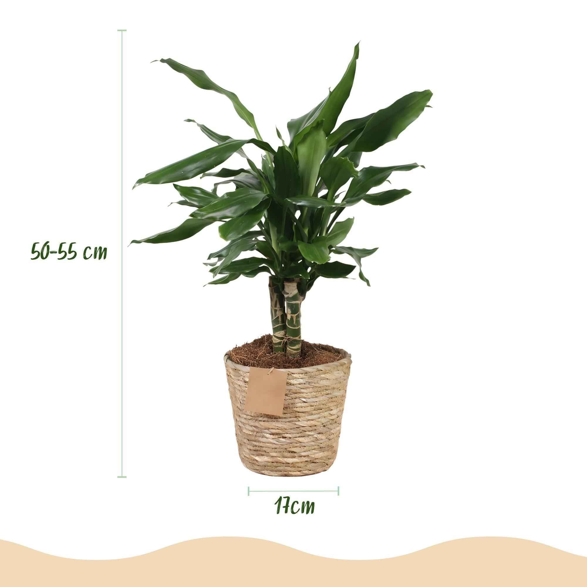 Image of Dracaena fragrans Steudneri – 50-55cm – 17cm inkl. Naturkorb – Pflegeleichter Drachenblutbaum-2