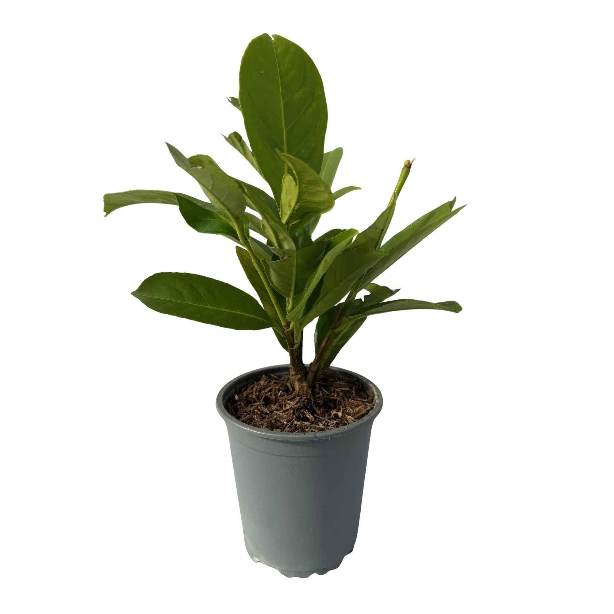 Image of Kirschlorbeer Prunus laurocerasus Rotundifolia – Immergrüne Heckenpflanzen – 8 Pflanzen – 1m – 9cm Höhe 30-35cm – Grün – Pflegeleicht-0