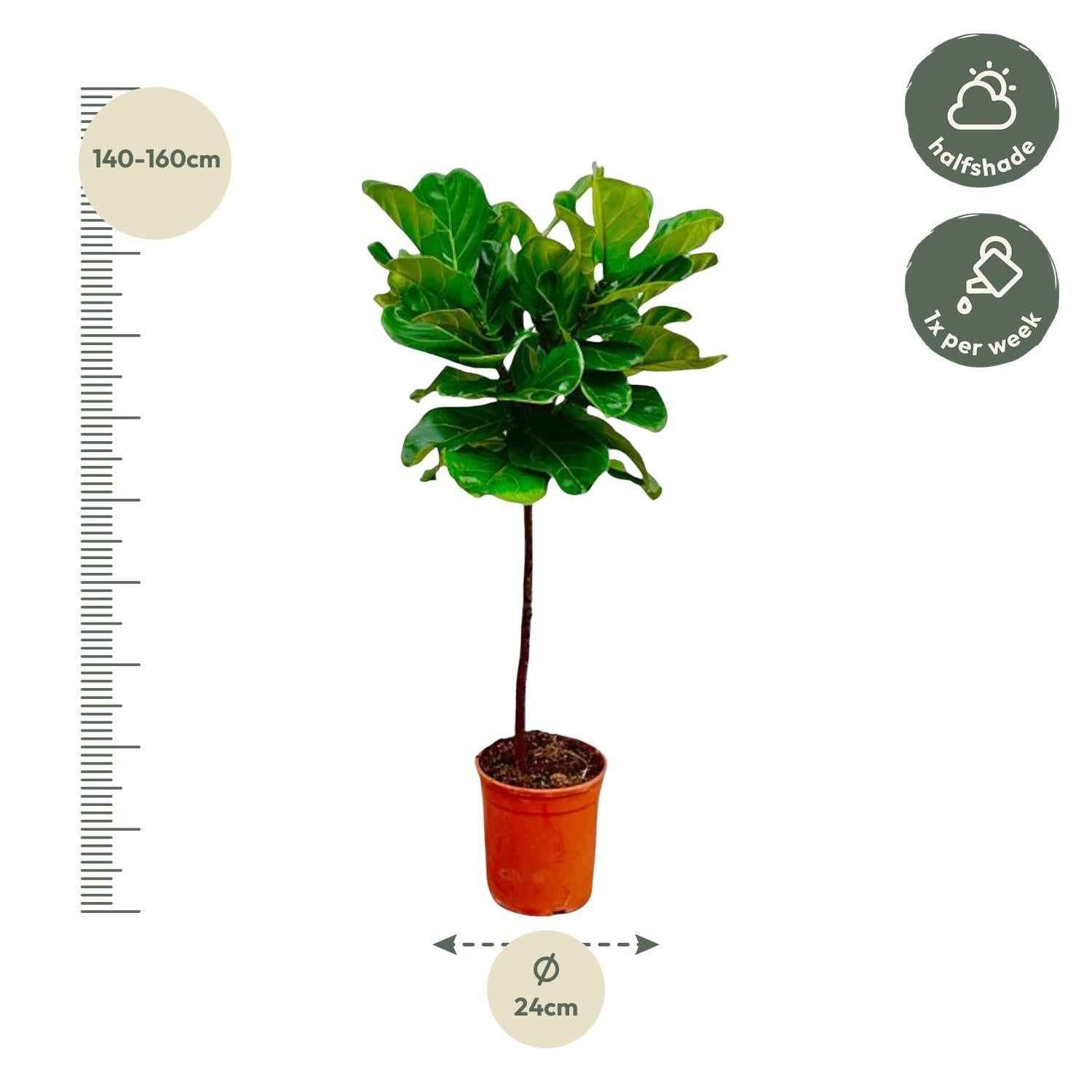 Image of Ficus Lyrata – Geigenfeige – ca. 130cm hoch – Ø24cm – Zimmerpflanze mit Stamm – Groß, dekorativ & luftreinigend – Für Wohnzimmer, Büro & Wintergarten-1