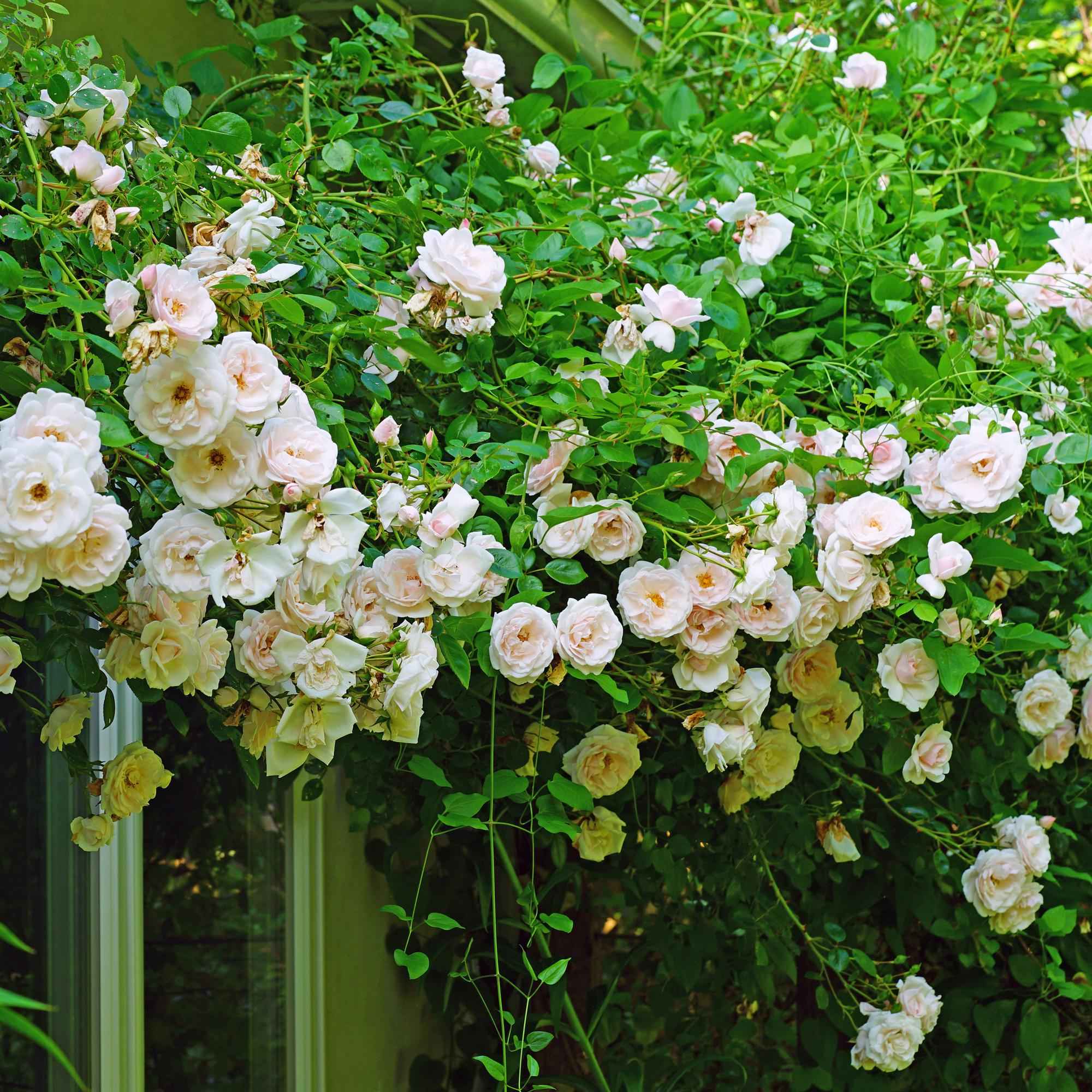 Image of Kletterrose Rosa New Dawn – Zartrosa – Wenig Pflege – 2 Pflanzen – H11cm x 40cm – Duftende, widerstandsfähige Rosen für Garten & Terrasse-4