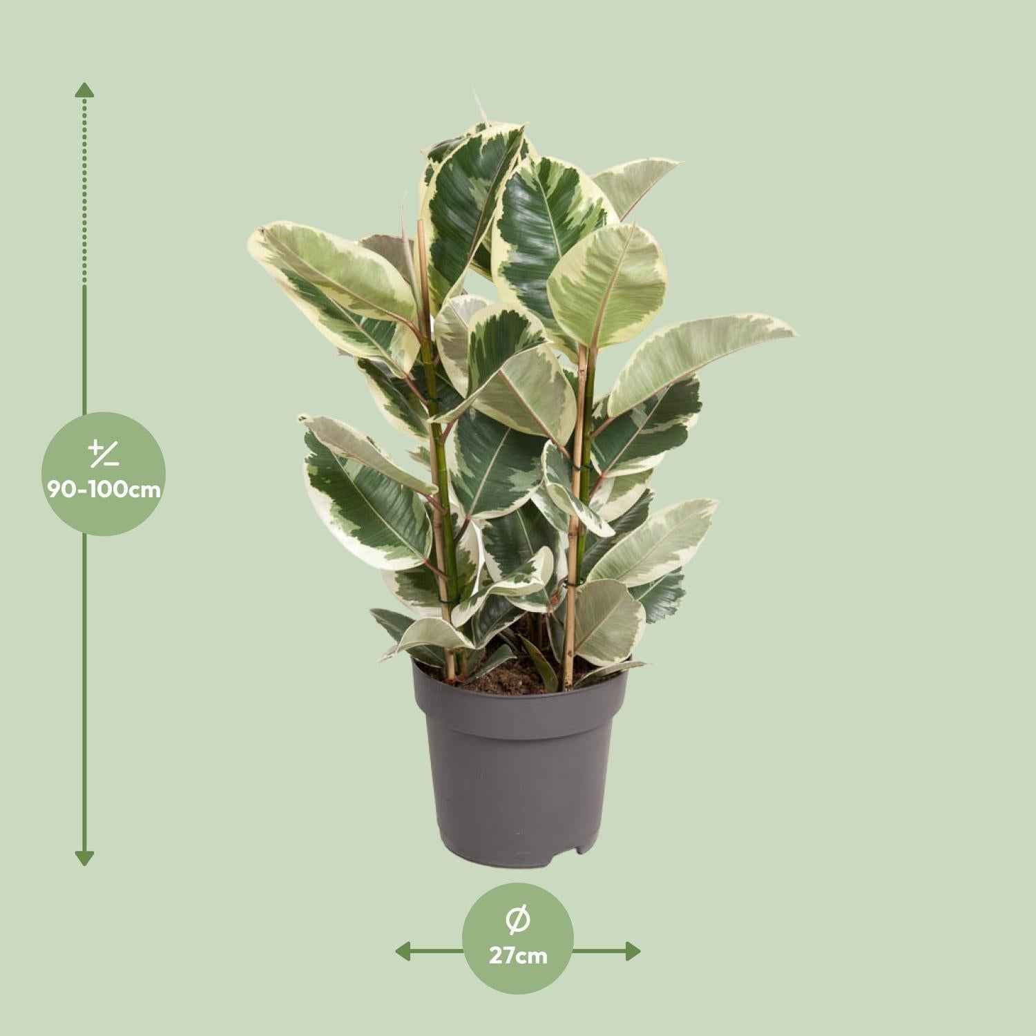 Image of Ficus Elastica Tineke – 100cm hoch – Ø27cm – Bunte Gummibaum – Zimmerpflanze – Luftreinigend & pflegeleicht – Tropische Deko für Wohn – und Büroräume-1