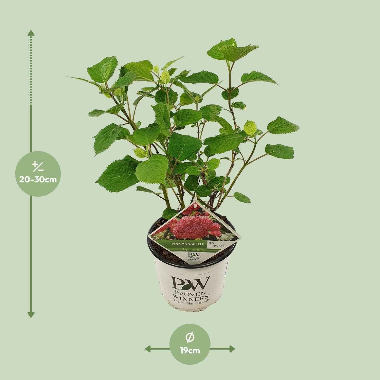 Image of Ballhortensie 'Pink Annabelle' – Hydrangea arborescens – Zimmerpflanze – Ø19cm – ↕30cm – Rosa Blütenpracht für Innenräume-2