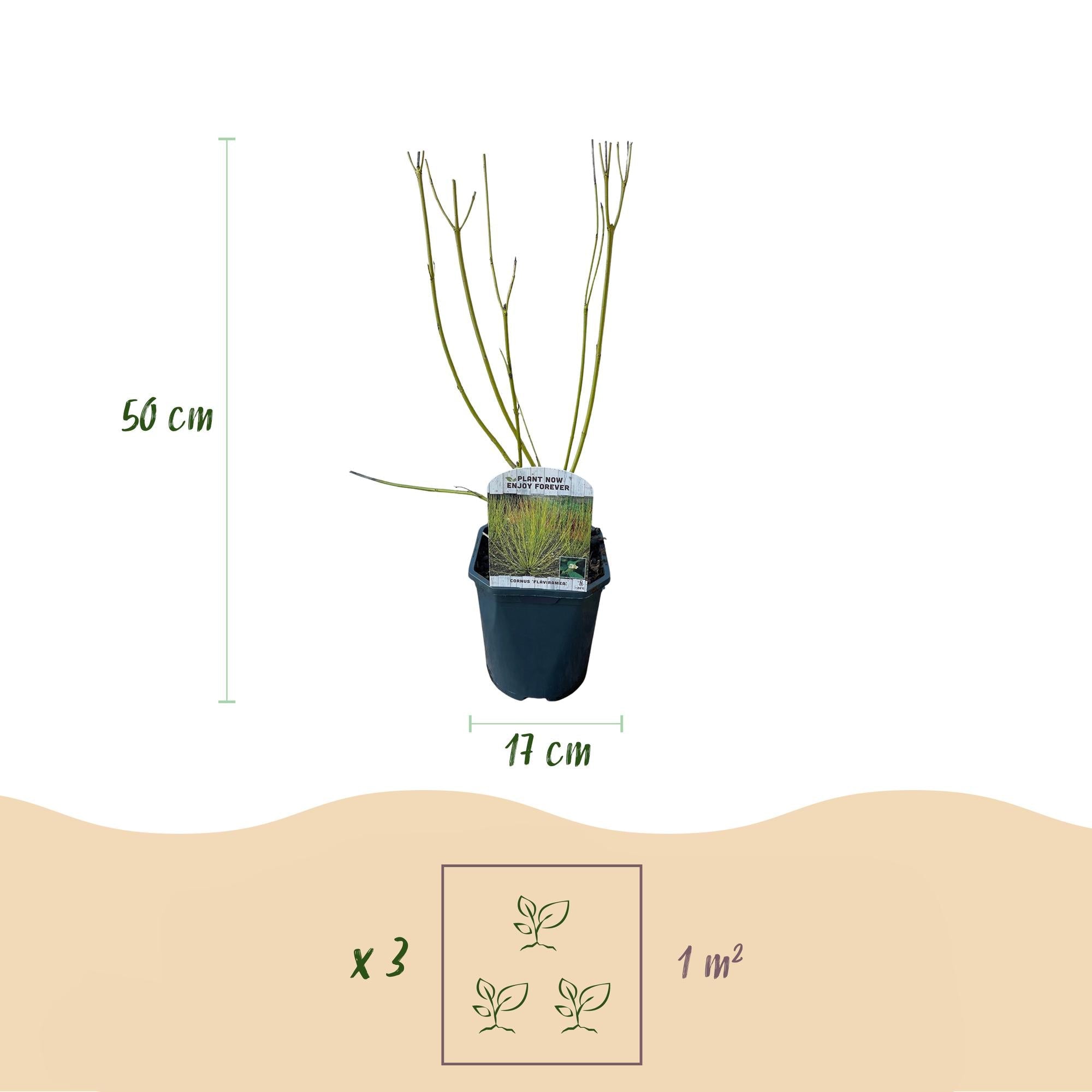 Image of Cornus alba Sträucher 3 Pflanzen – Flaviramea, Kesselringii & Sibirica – Auffällige farbige Zweige in Gelb, Rot & Lila – 17cm – Höhe ca. 45cm-2