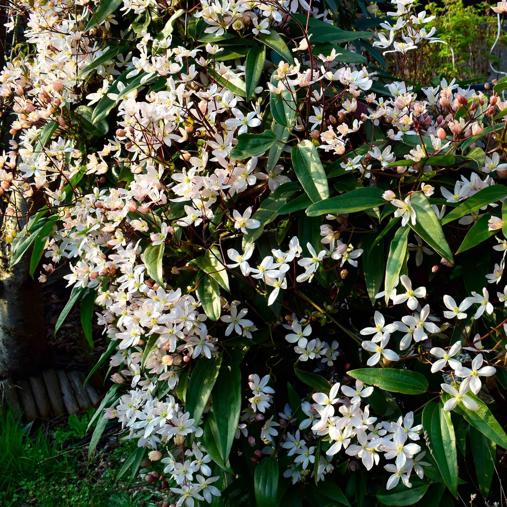 Image of Kletterpflanze – Clematis armandii – Weiße Blüten – Immergrün – Duftend – 11cm – Höhe 40cm – Frühblüher – Pflegeleicht-0
