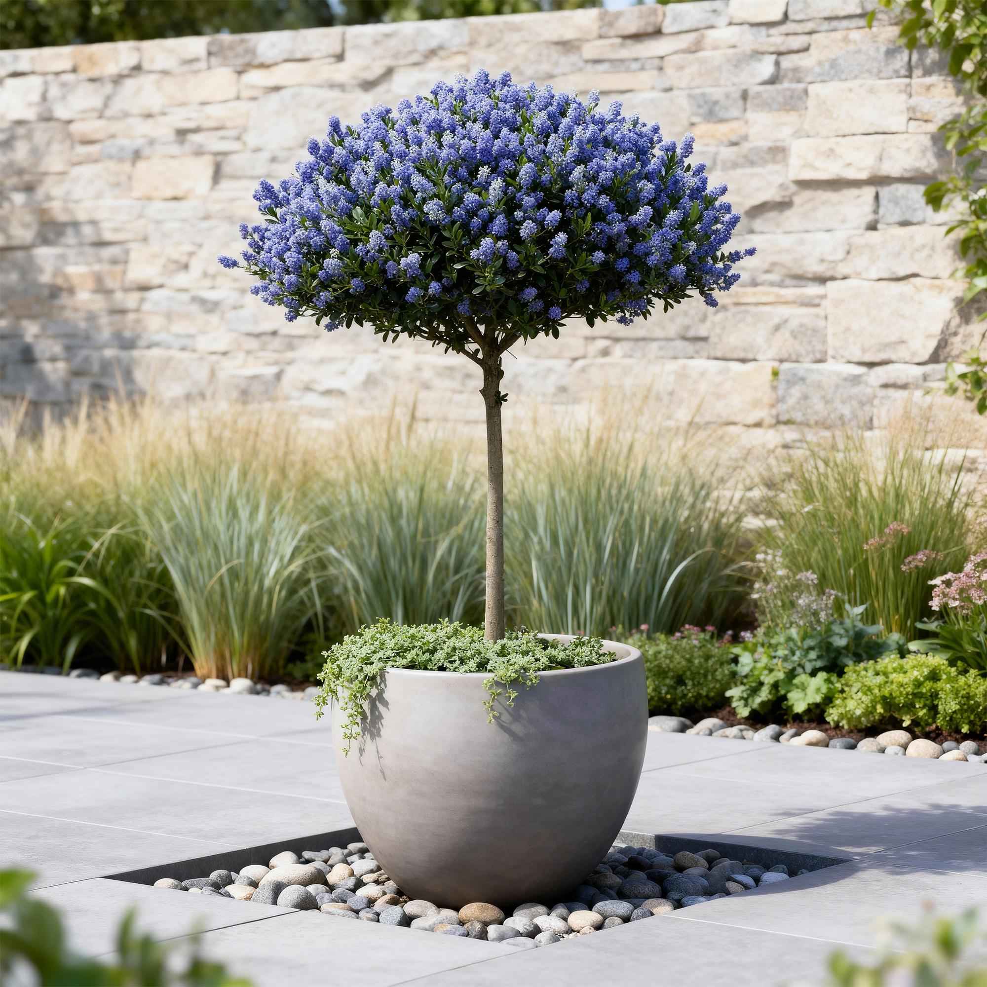 Image of Kalifornischer Flieder Ceanothus thyrsiflorus Repens Ø19cm Höhe90cm – Immergrüner Zierstrauch mit blau – lila Blüten-4