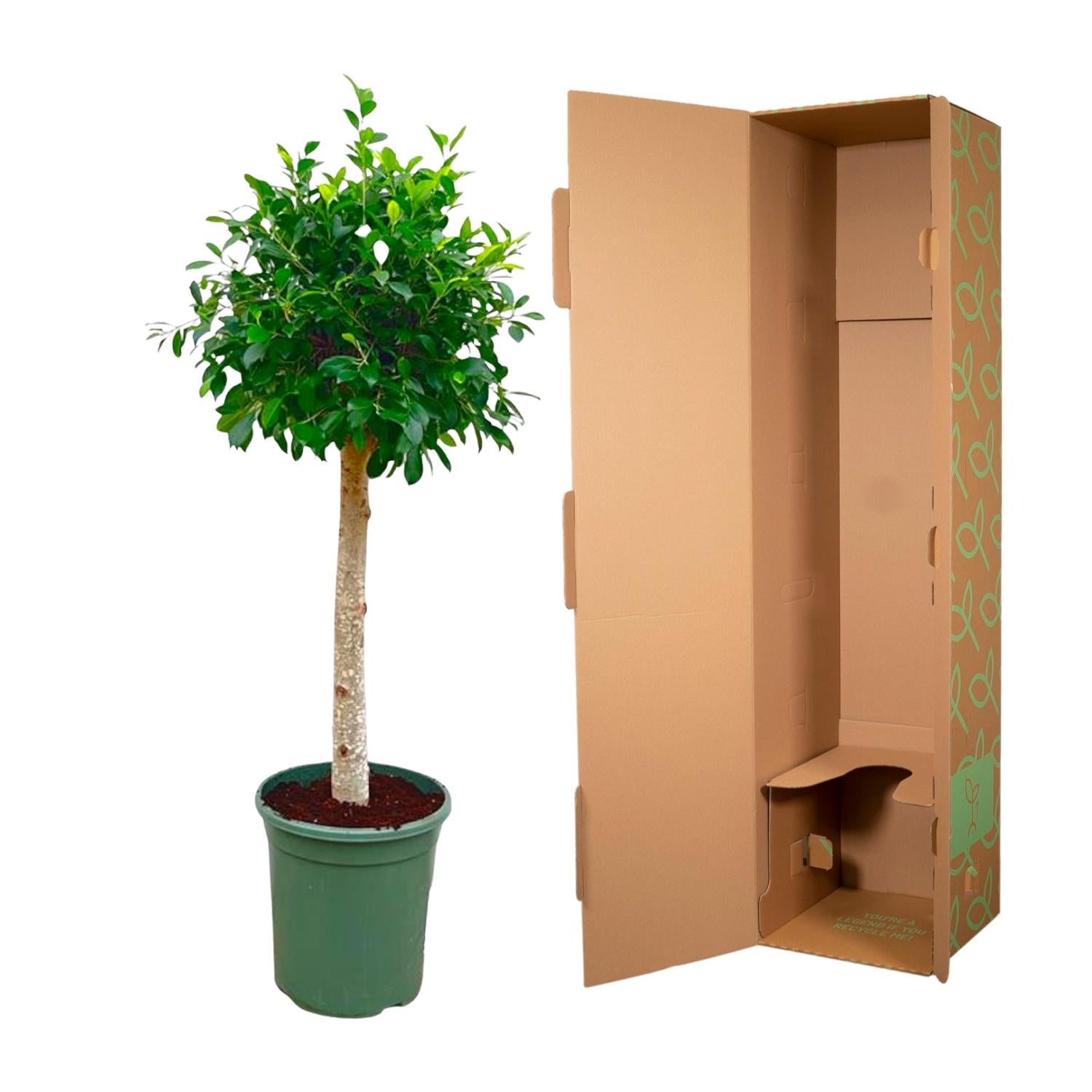 Image of Ficus Nitida – ca. 150cm Höhe – Immergrüne Zimmerpflanze mit dichter Krone – Topfgröße Ø30cm – Elegante Innenraum – Luftreinigend & pflegeleicht-2