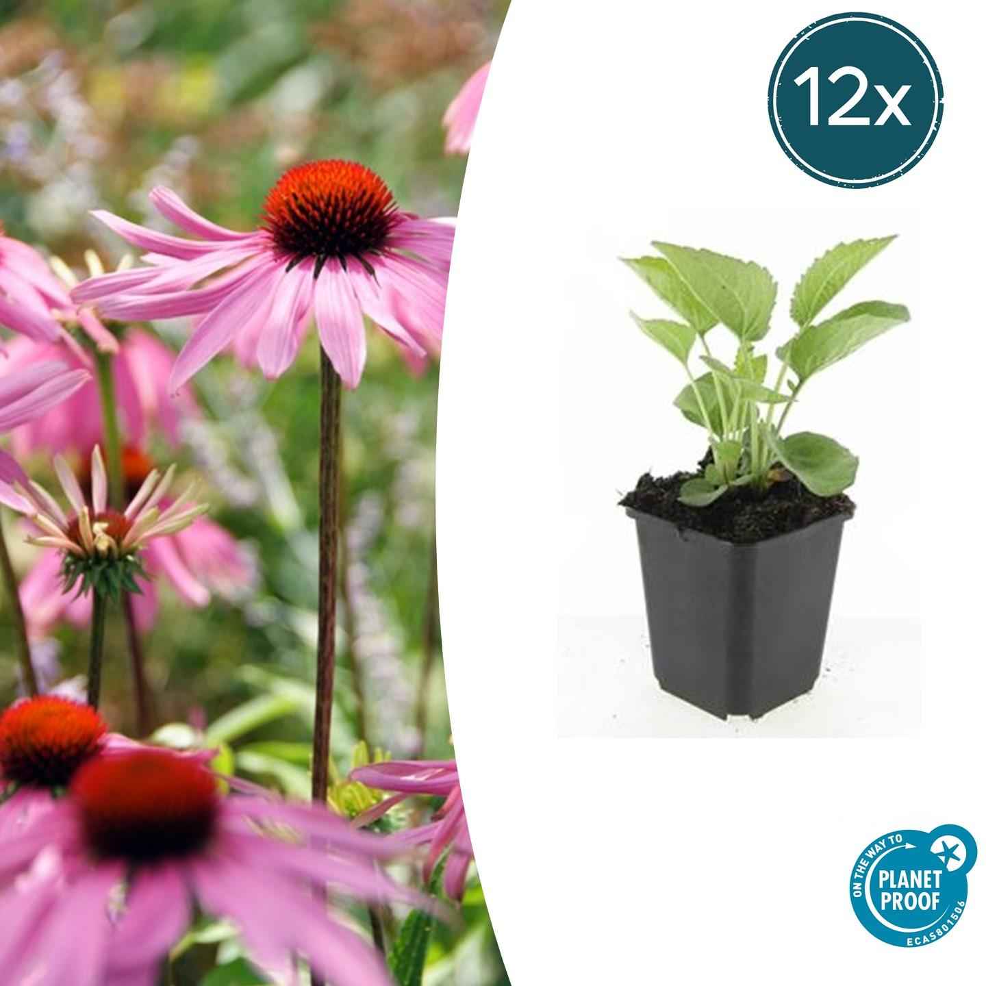 Image of Rotblühender Scheinsonnenhut Echinacea p. 'Magnus' – ↕10-25cm – Ø9cm – 12 Pflanzen – Winterharte Staude – Bienen – & Schmetterlingsfreundlich