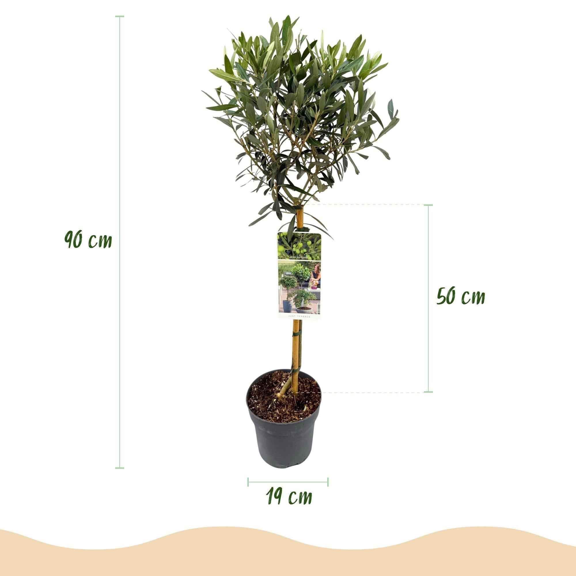 Image of Olea Europaea Olivenbaum auf Stamm – Immergrüne Terrassenpflanze – Pflegeleicht – Ø19cm – Höhe ca. 90cm – Mediterranes Flair für Balkon & Garten-2