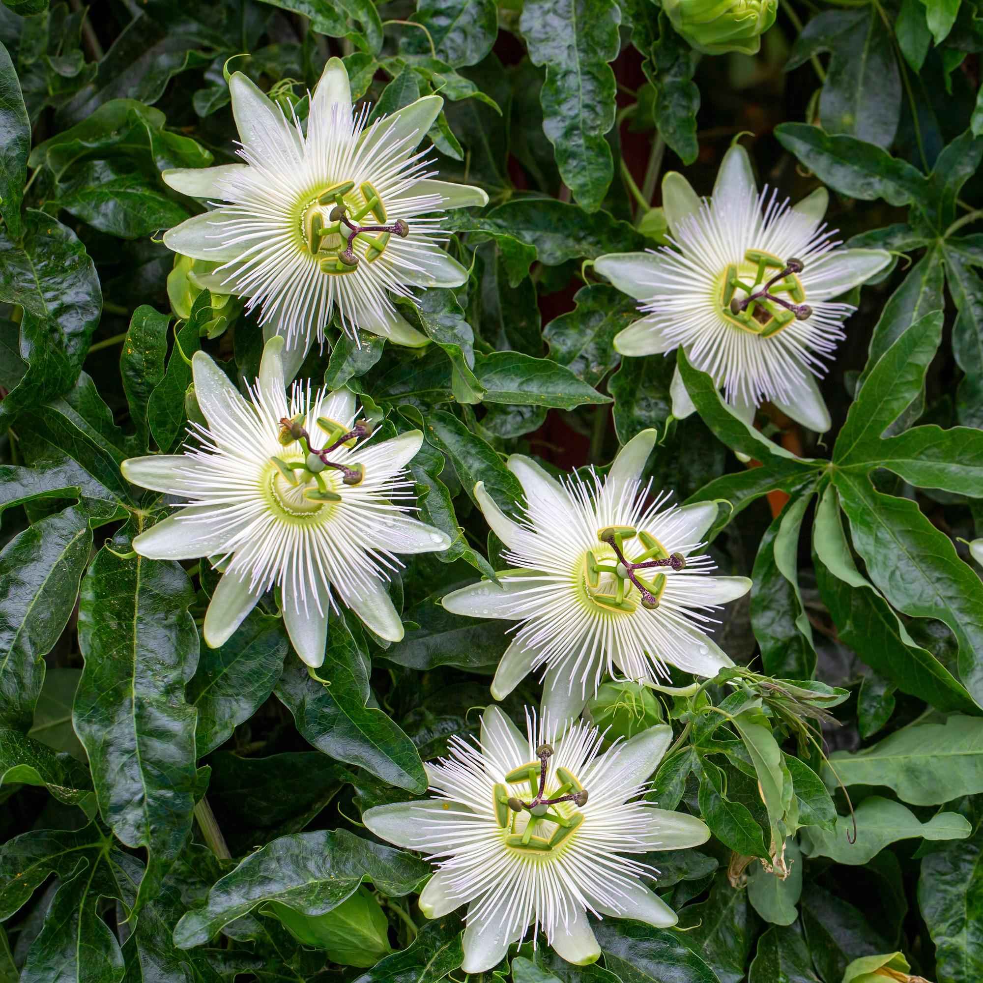Image of Passiflora Avalanche Passionsblume – Weiße Kletterpflanze 11cm – 2 Pflanzen Set ca.40cm – Duftende Blüten & Pflegeleicht-0
