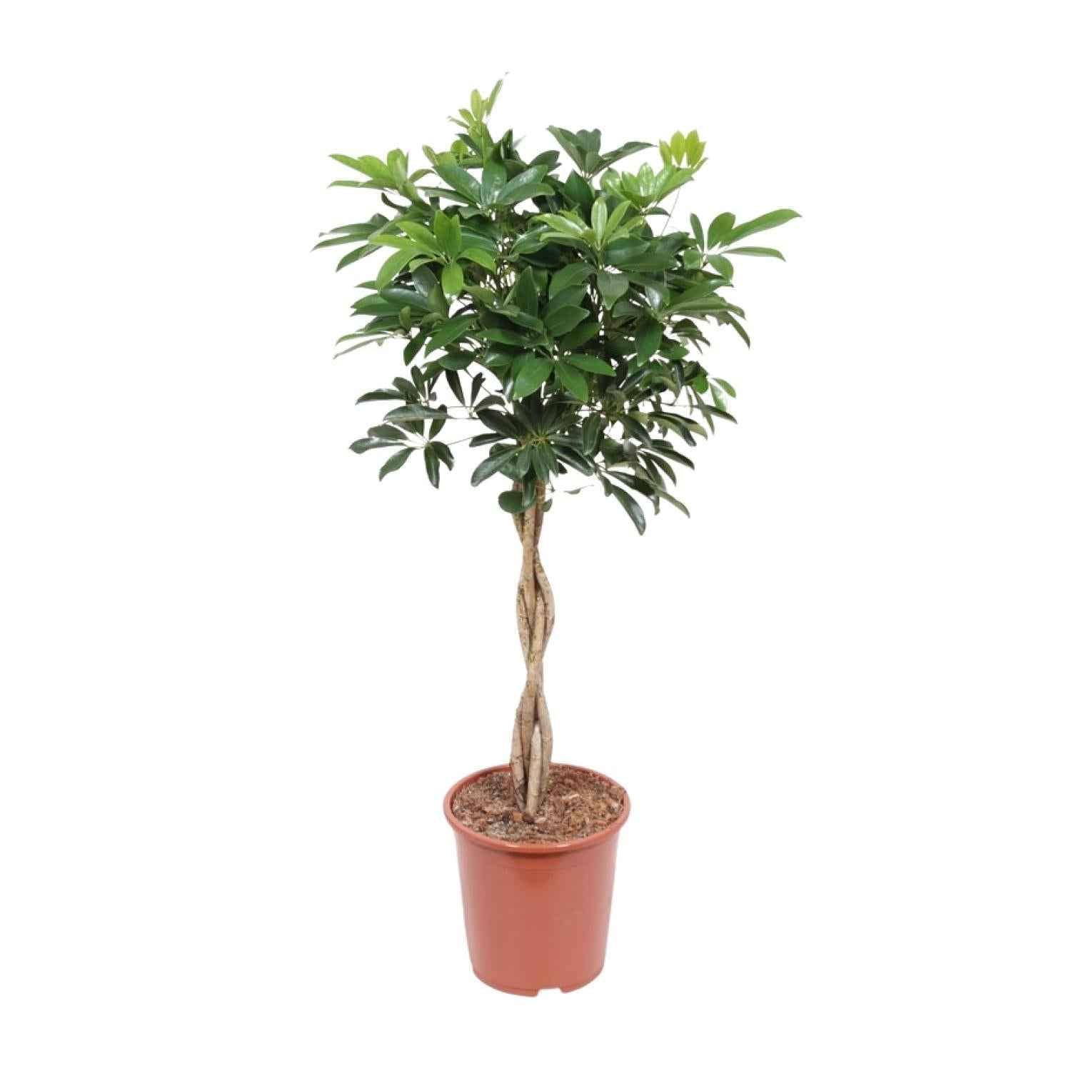 Image of Schefflera Compacta – Strahlenaralie – Ø27cm ↕120cm – Große pflegeleichte Zimmerpflanze mit grünen Blättern für Wohnzimmer & Büro-0