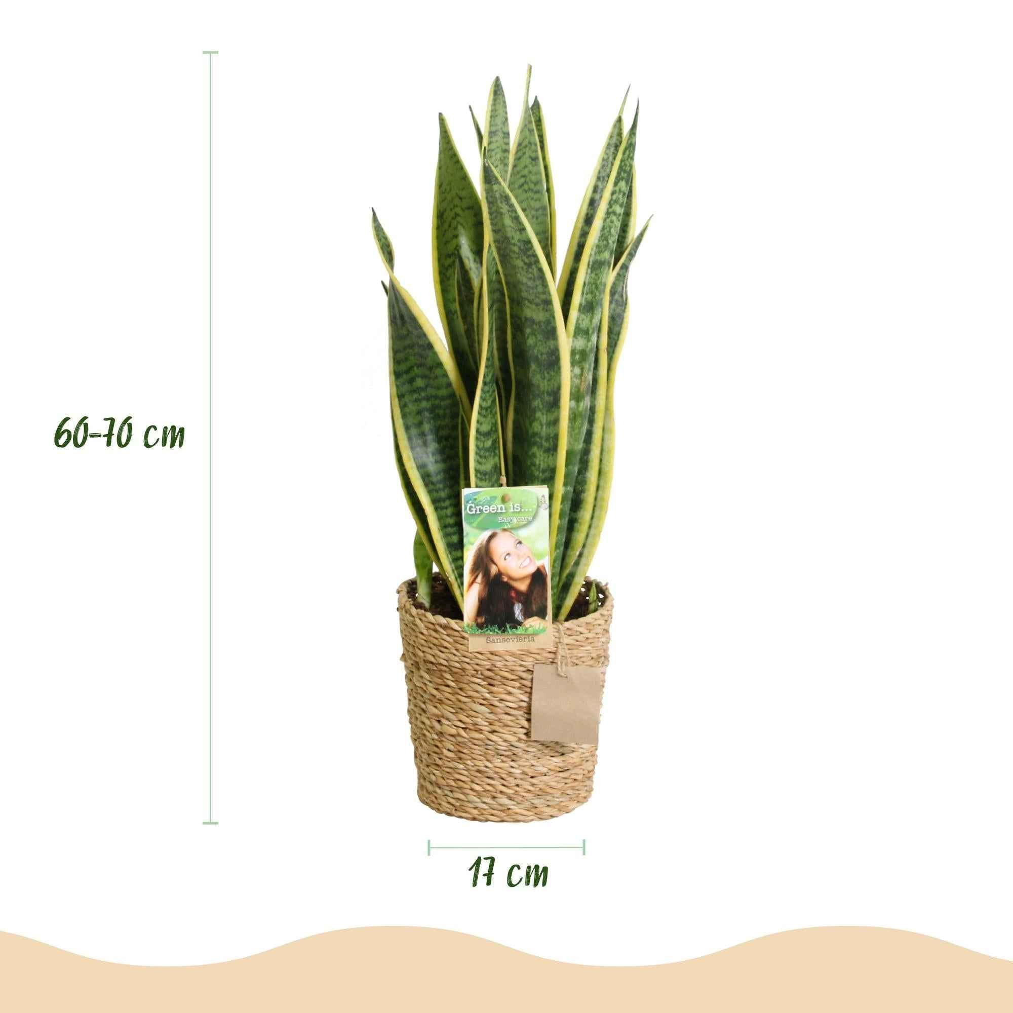 Image of Sansevieria Laurentii – 60-70cm – 17cm inkl. Naturkorb – Pflegeleichte Schwiegermutterzunge – Grün – Gelbes Blattwerk