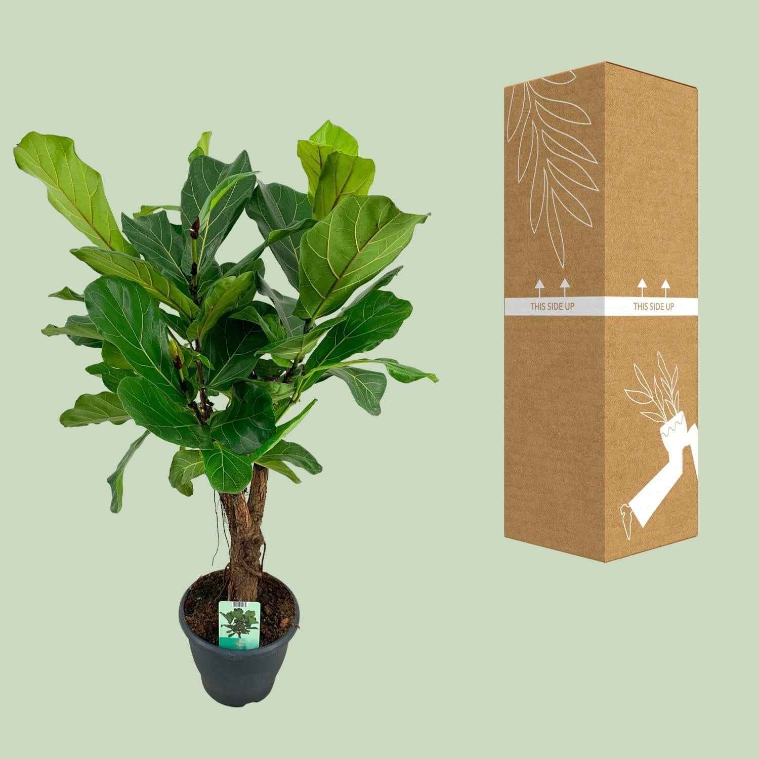 Image of Ficus lyrata – Geigenfeige – Ø26cm ↕100cm – Große pflegeleichte Zimmerpflanze mit glänzenden Blättern für Wohnzimmer & Büro-2