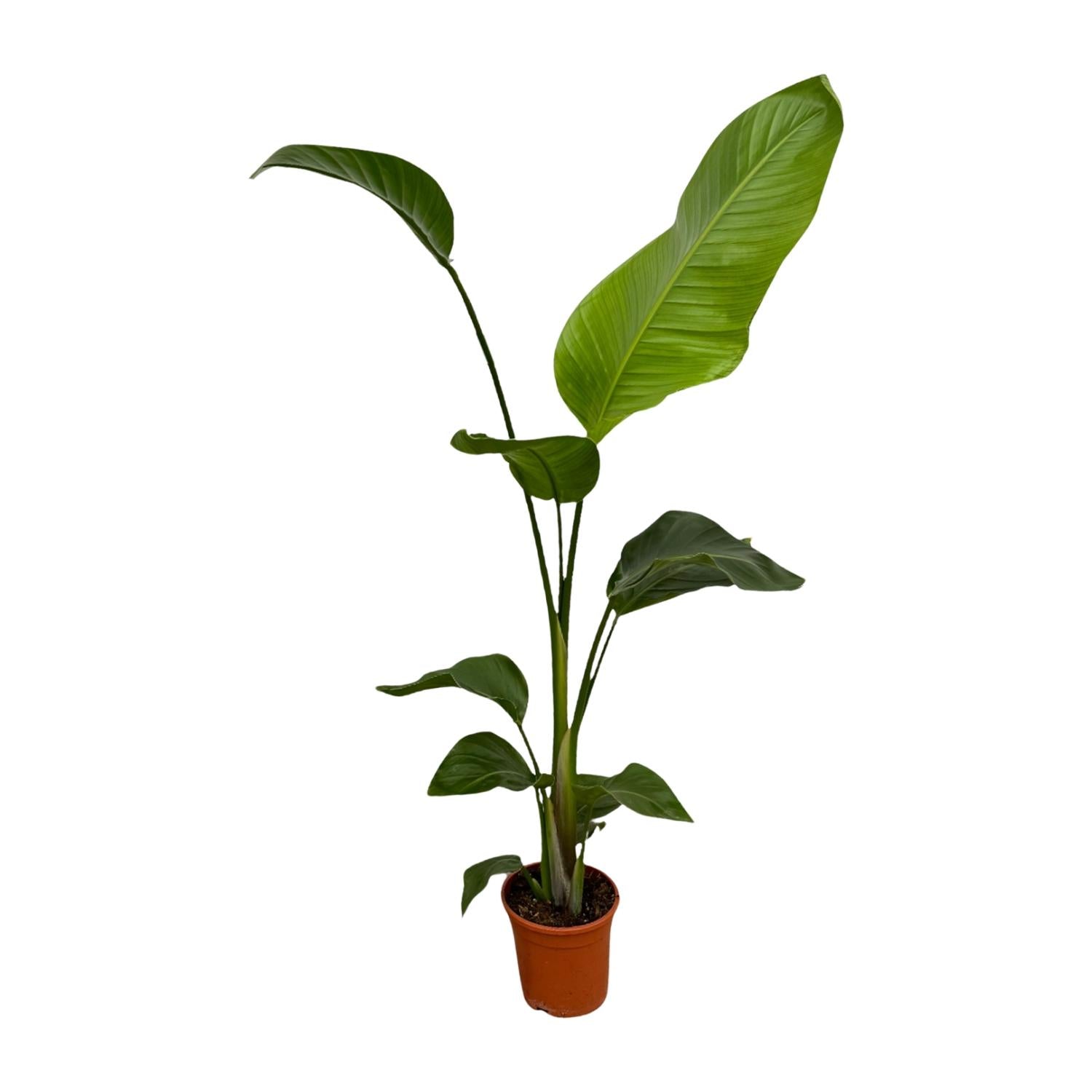 Image of Weißer Paradiesvogel – Strelitzia Nicolai – Zimmerpflanze – Ø17cm – ca. 100cm hoch – Exotisches Grün für Innenräume – 2 Pflanzen-1