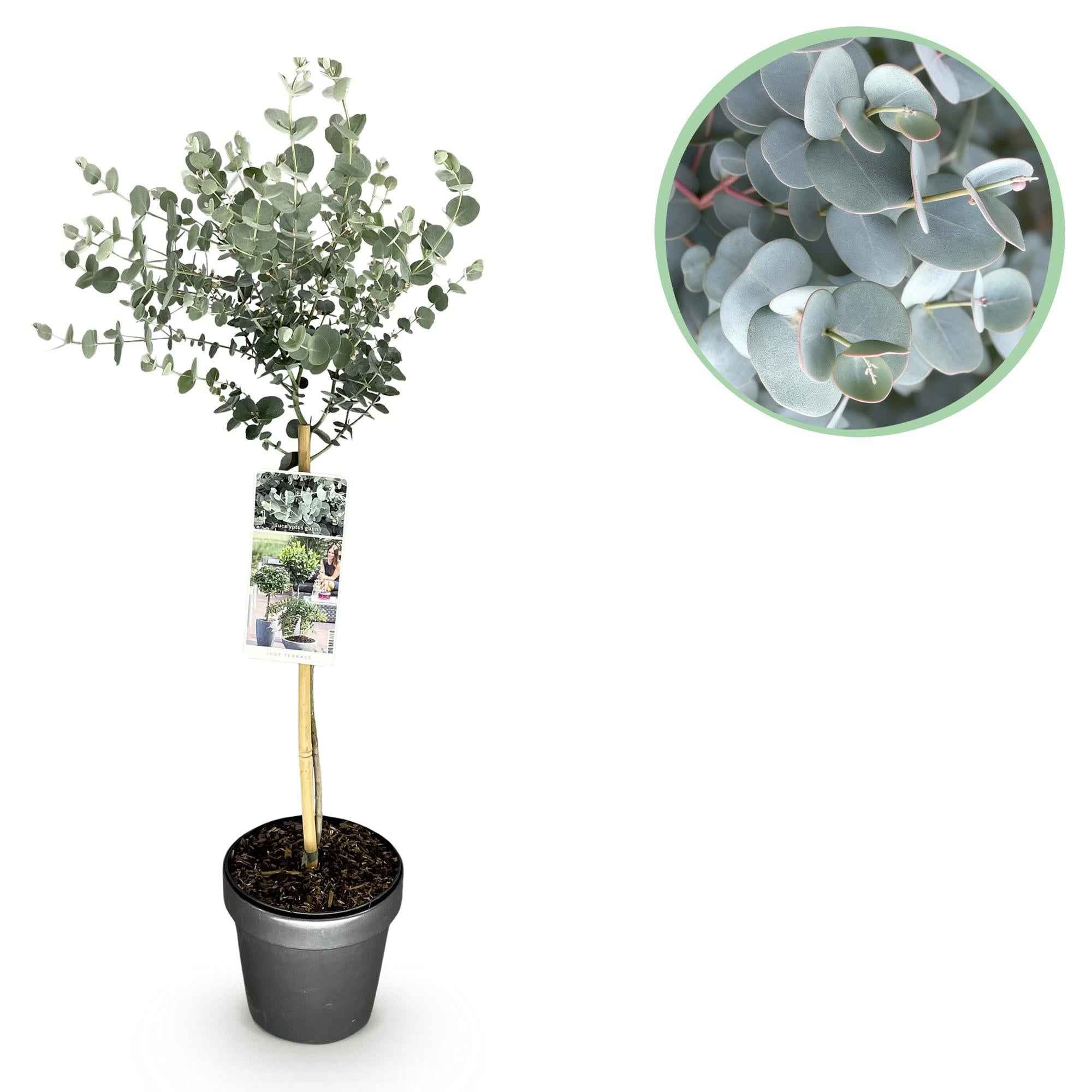 Image of Eukalyptus Eucalyptus gunnii Azura – 19cm – Höhe ca. 90cm – Immergrüne winterharte Terrassenpflanze mit graugrünen duftenden Blättern-1