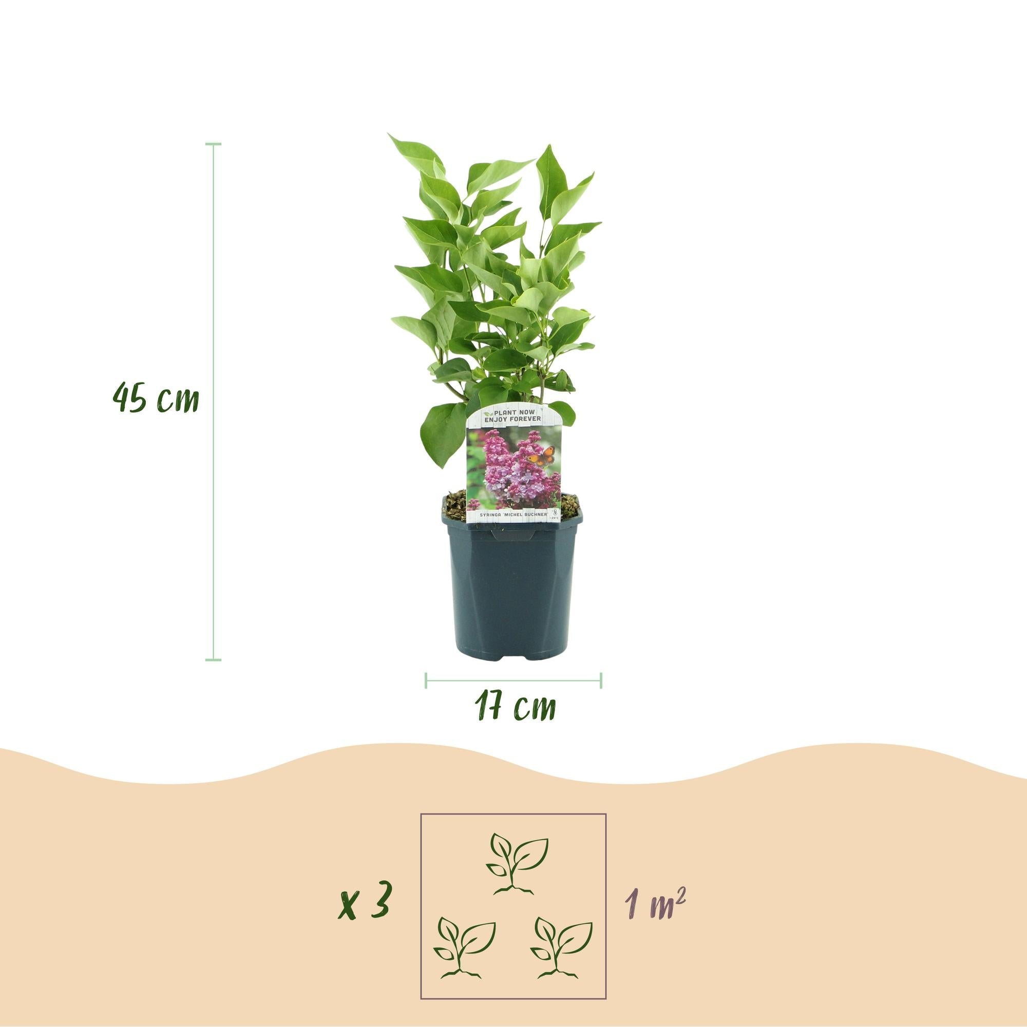Image of Flieder Syringa vulgaris Michel Buchner 45cm – winterhart rosa bis purpur, duftend – 17cm – Blüte Mai – Juni-4